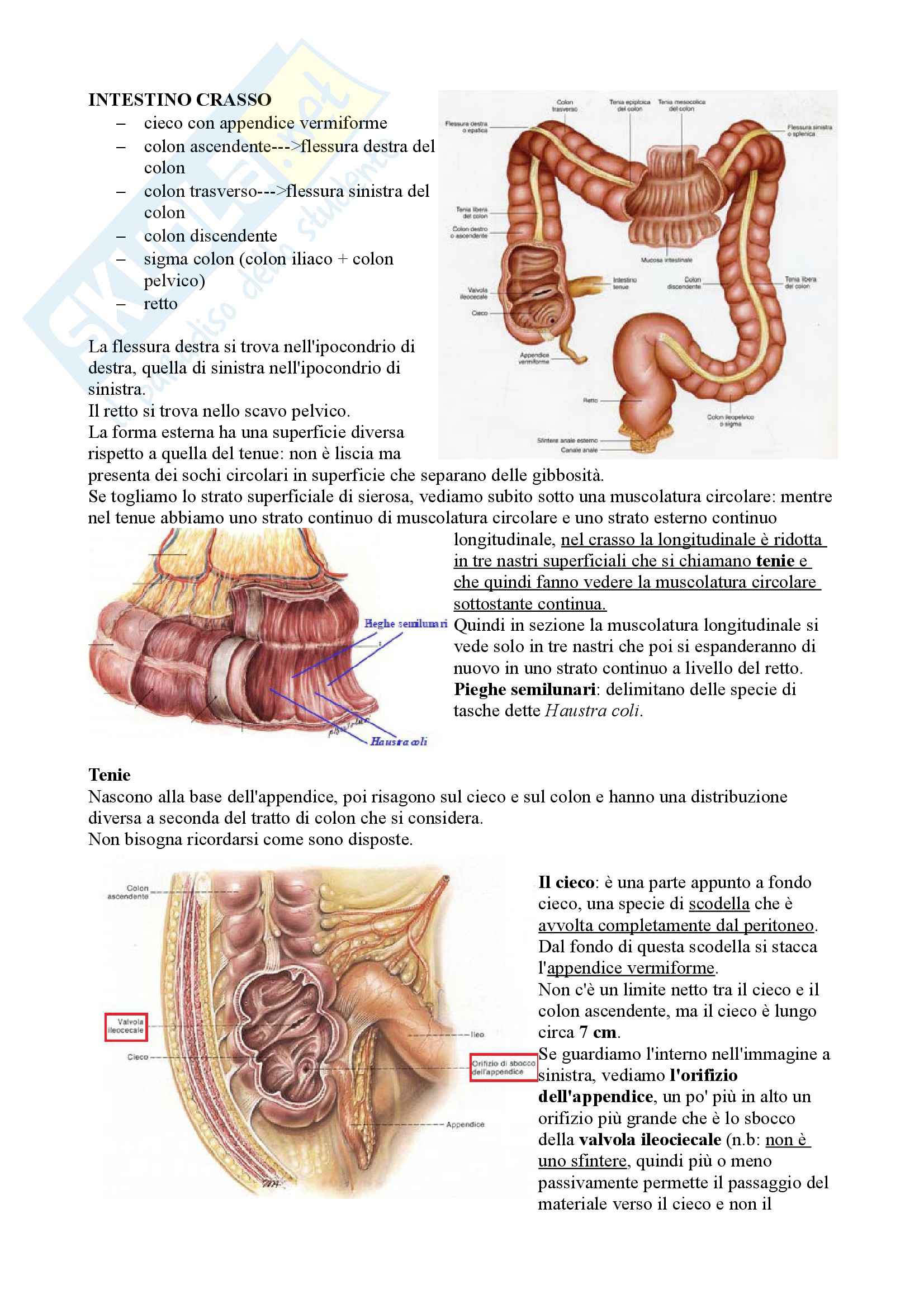 Apparato Digerente, Anatomia Pag. 31