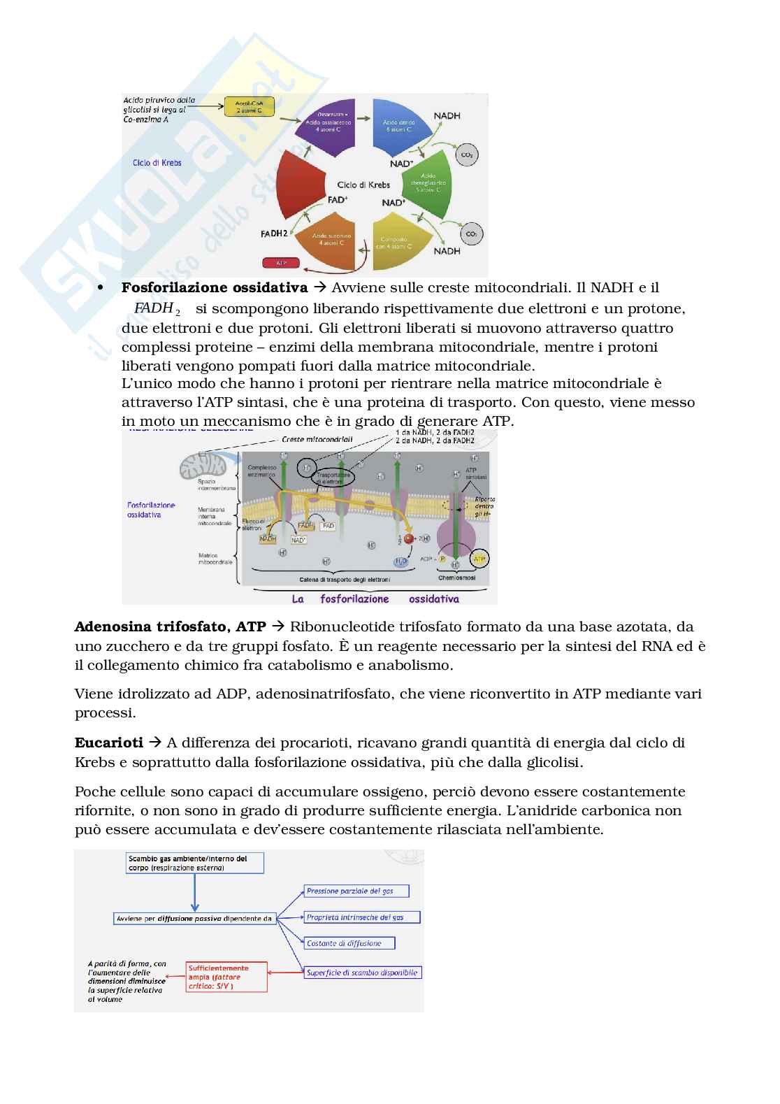 Appunti Biologia e sistematica animale Pag. 21