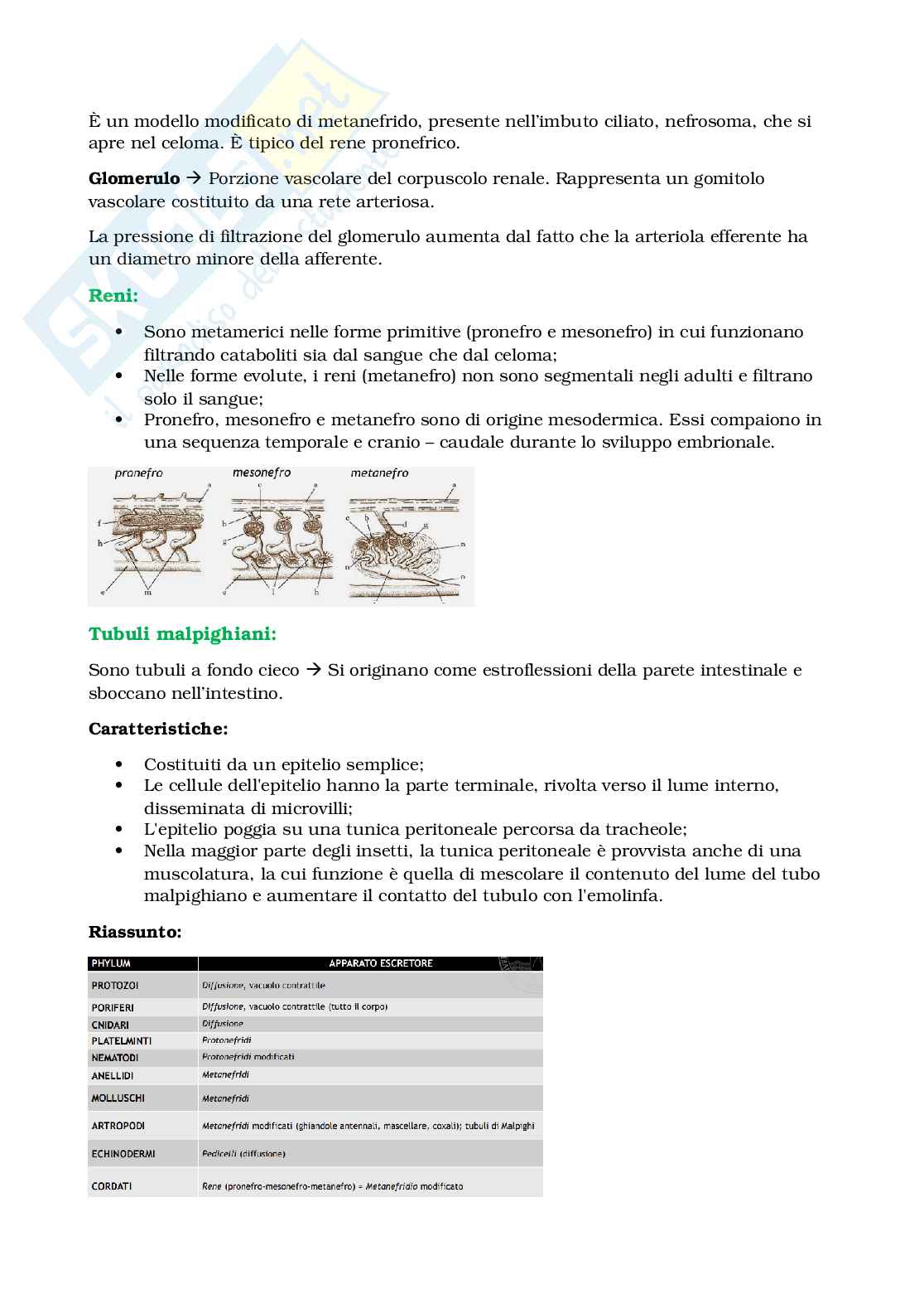 Appunti Biologia e sistematica animale Pag. 31