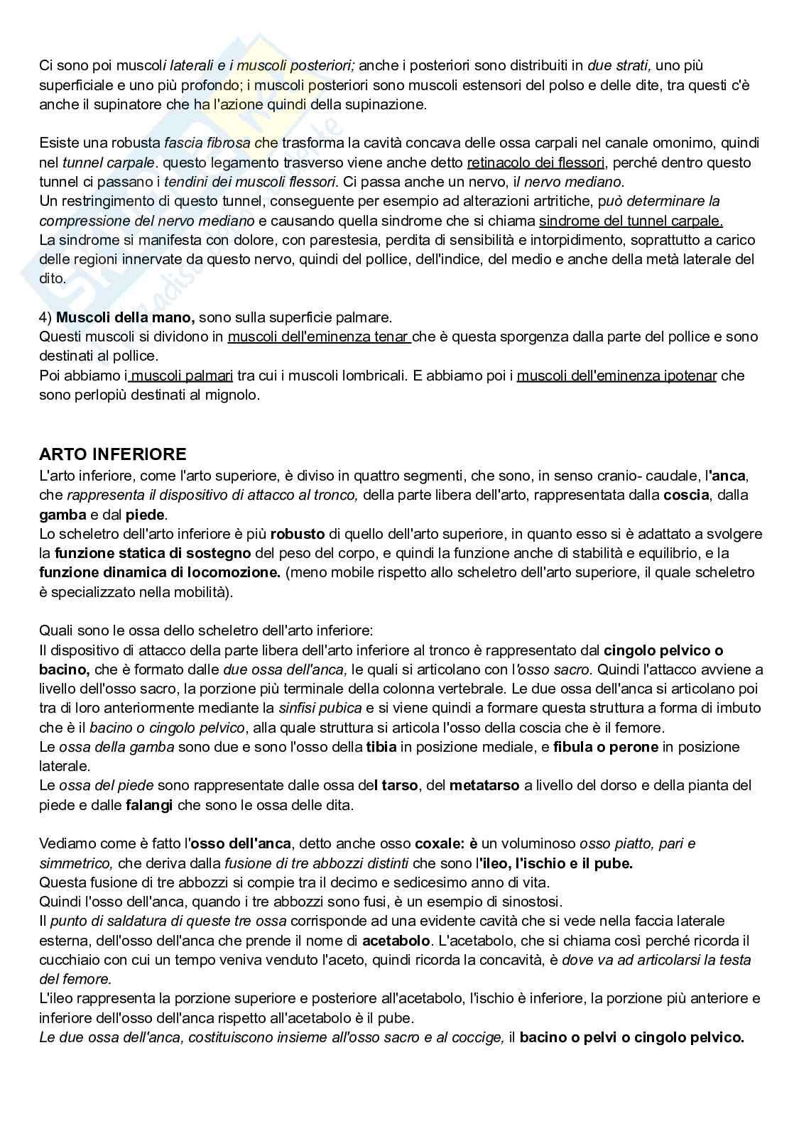Torace addome arti Pag. 11