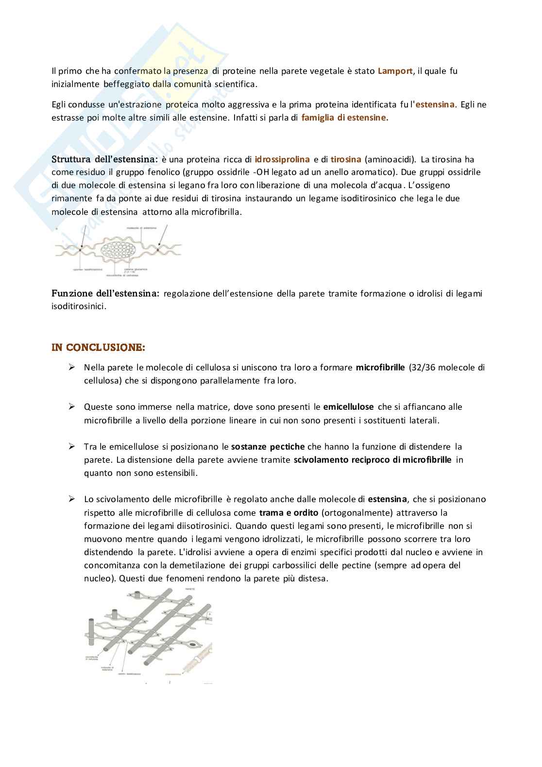 Appunti per l'esame di Botanica Pag. 2