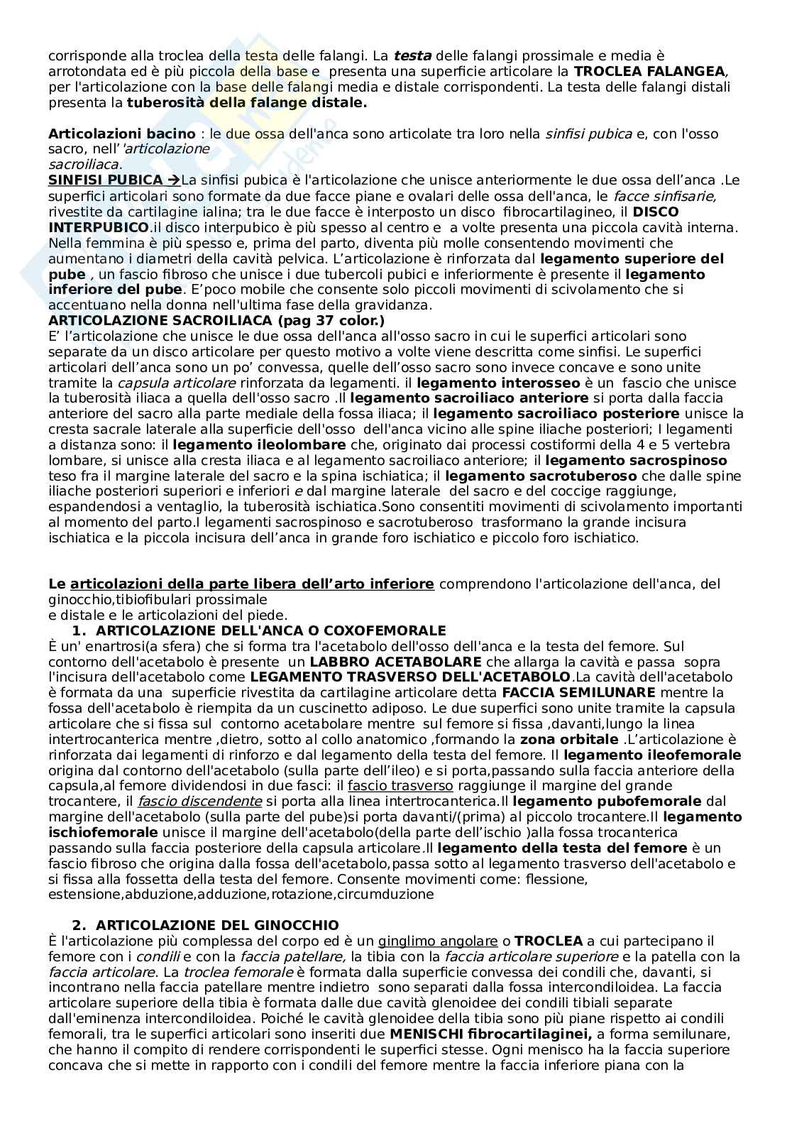 Arto inferiore - Riassunto esame Anatomia canale D medicina - prof. Vaccaro, libro consigliato Anastasi Pag. 6
