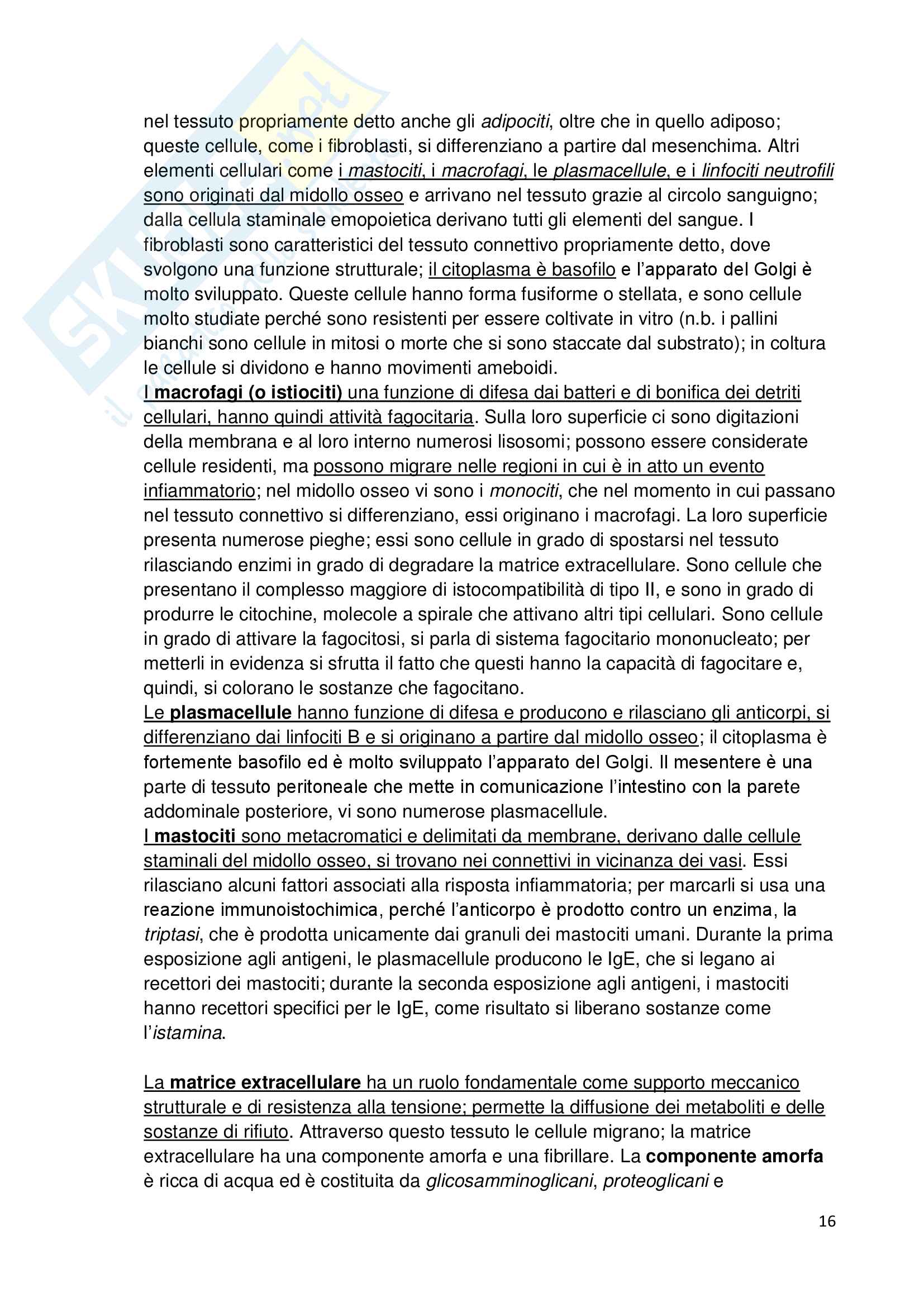 Appunti di biologia dei tessuti modificato Pag. 16