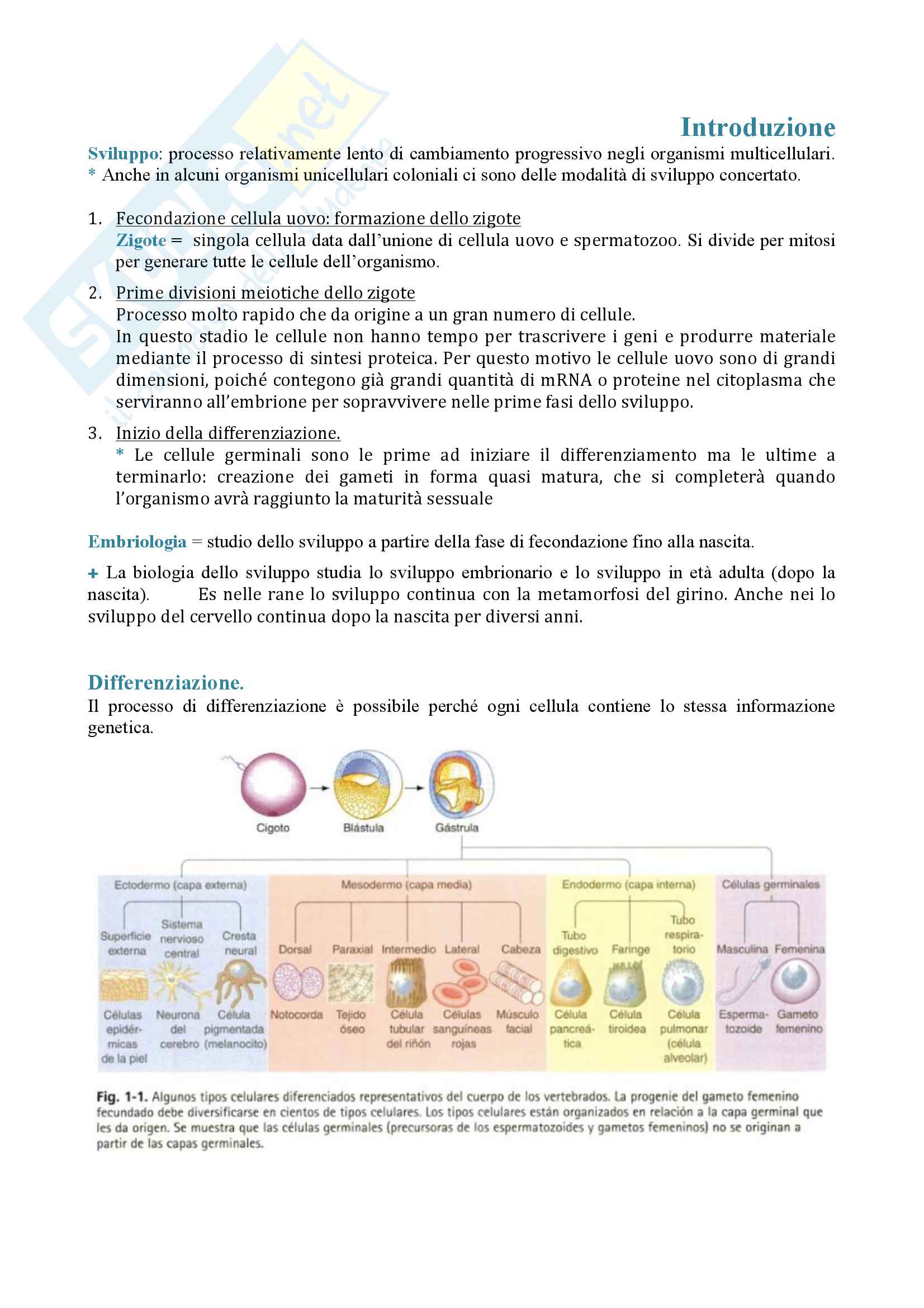 Appunti biologia dello sviluppo Pag. 1