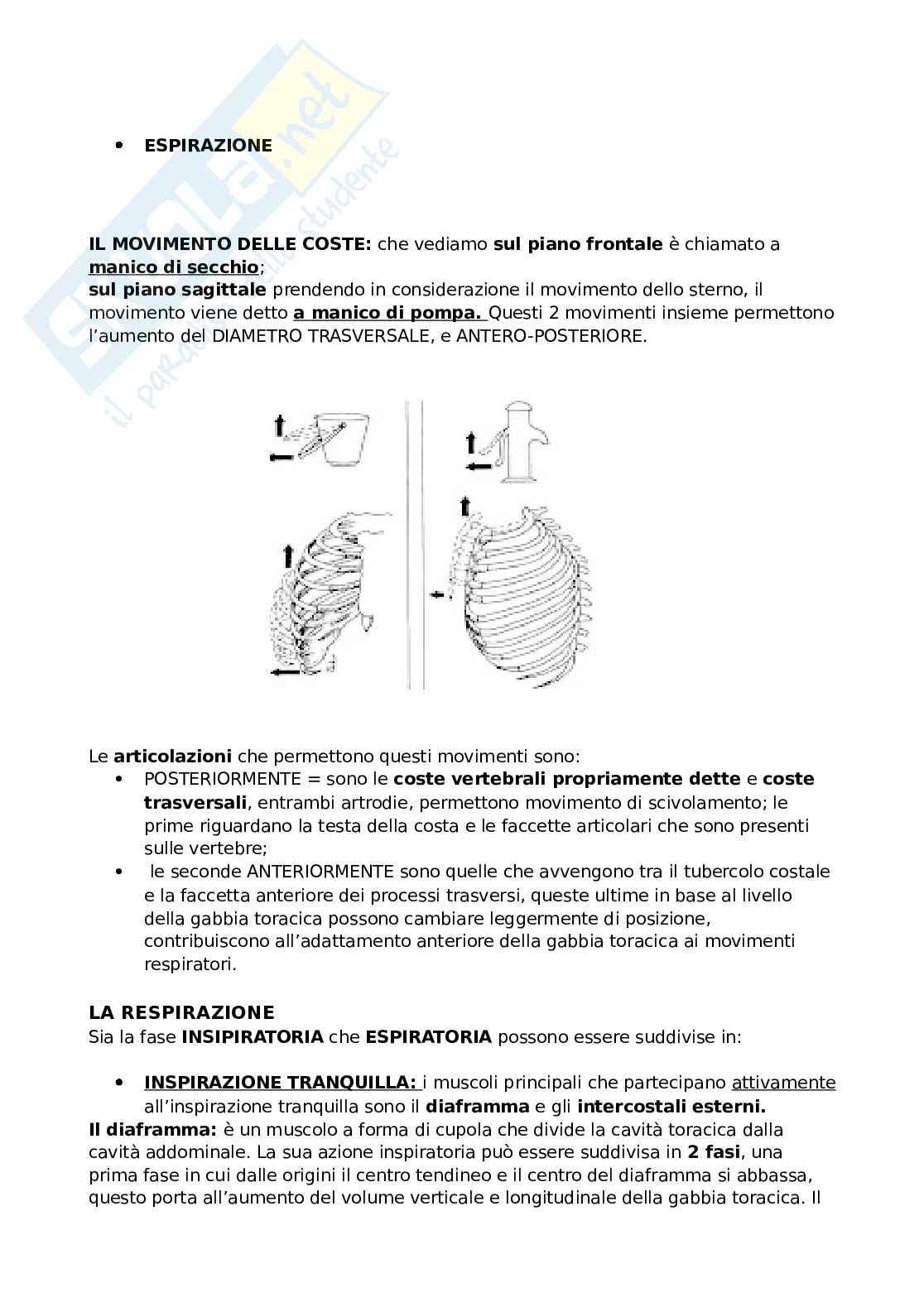 Anatomia Umana Pag. 2