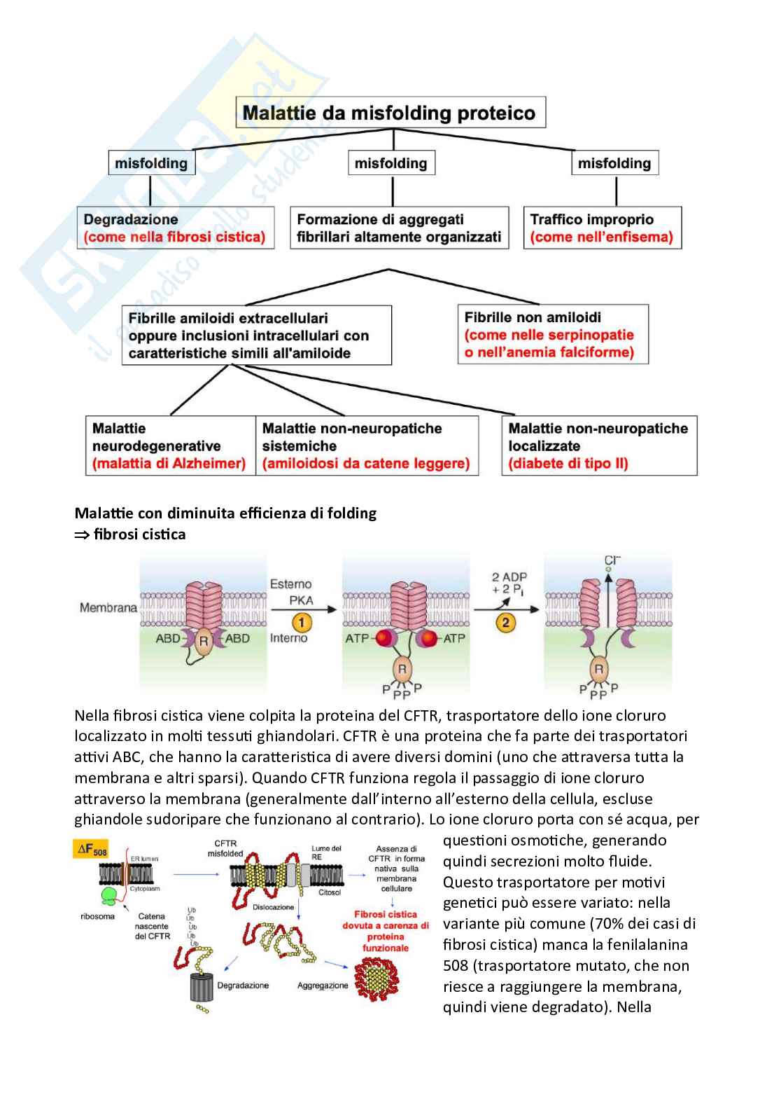 Appunti di Biochimica per medicina e chirurgia Pag. 16