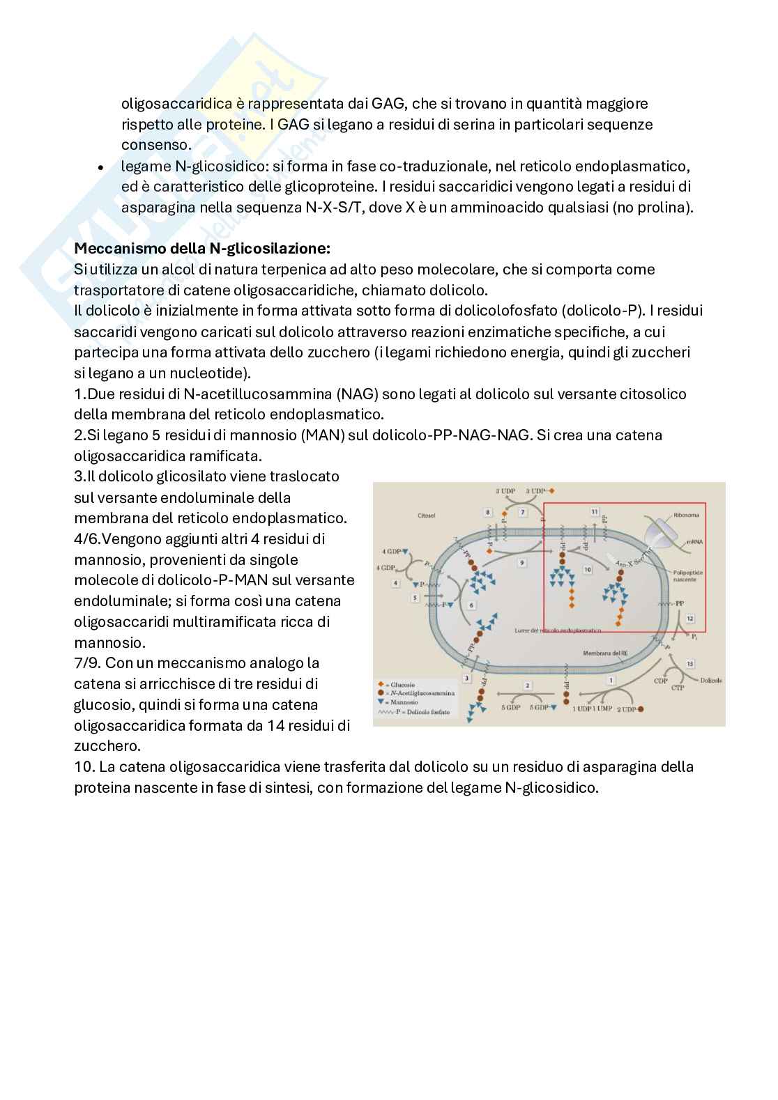 Appunti di Biochimica per medicina e chirurgia Pag. 2