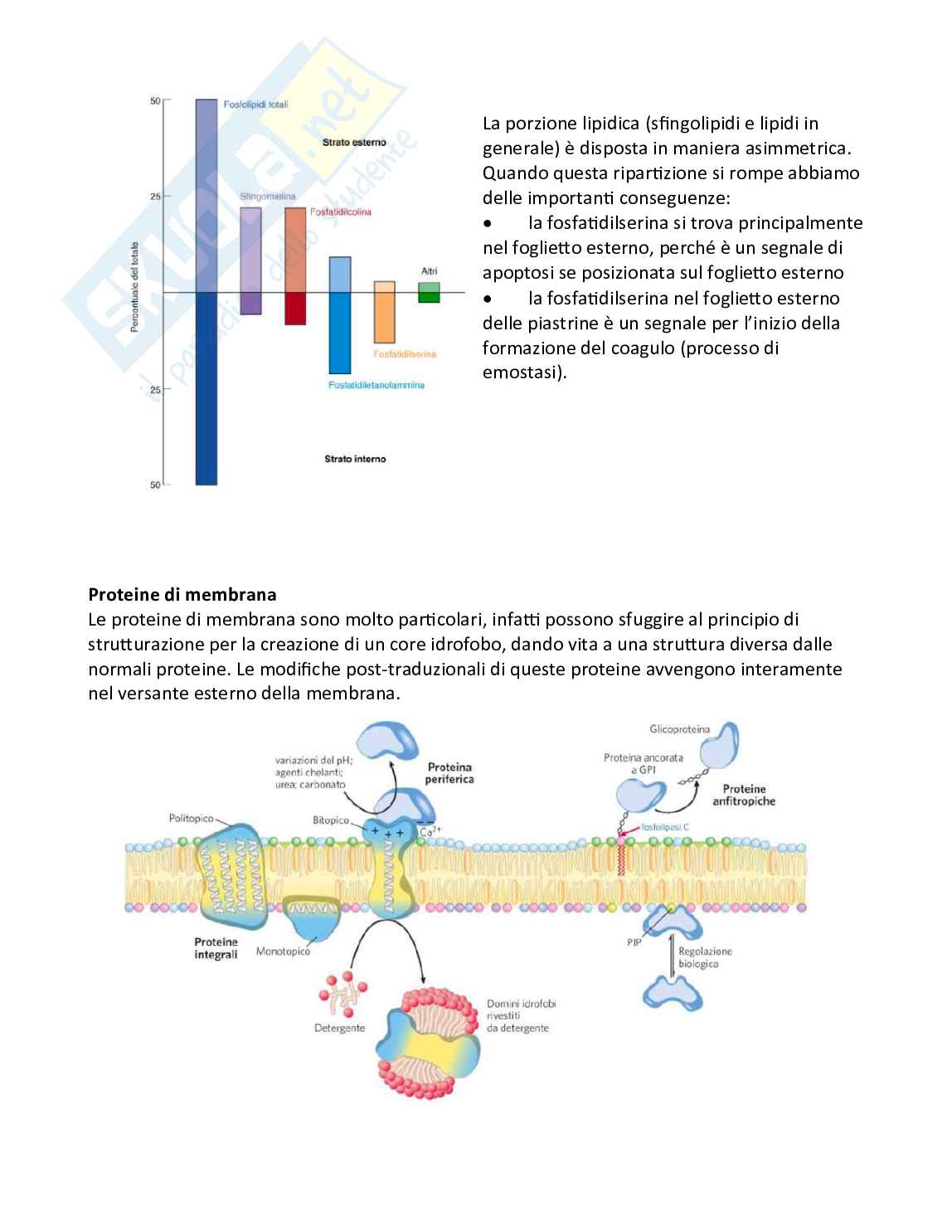 Appunti di Biochimica per medicina e chirurgia Pag. 26