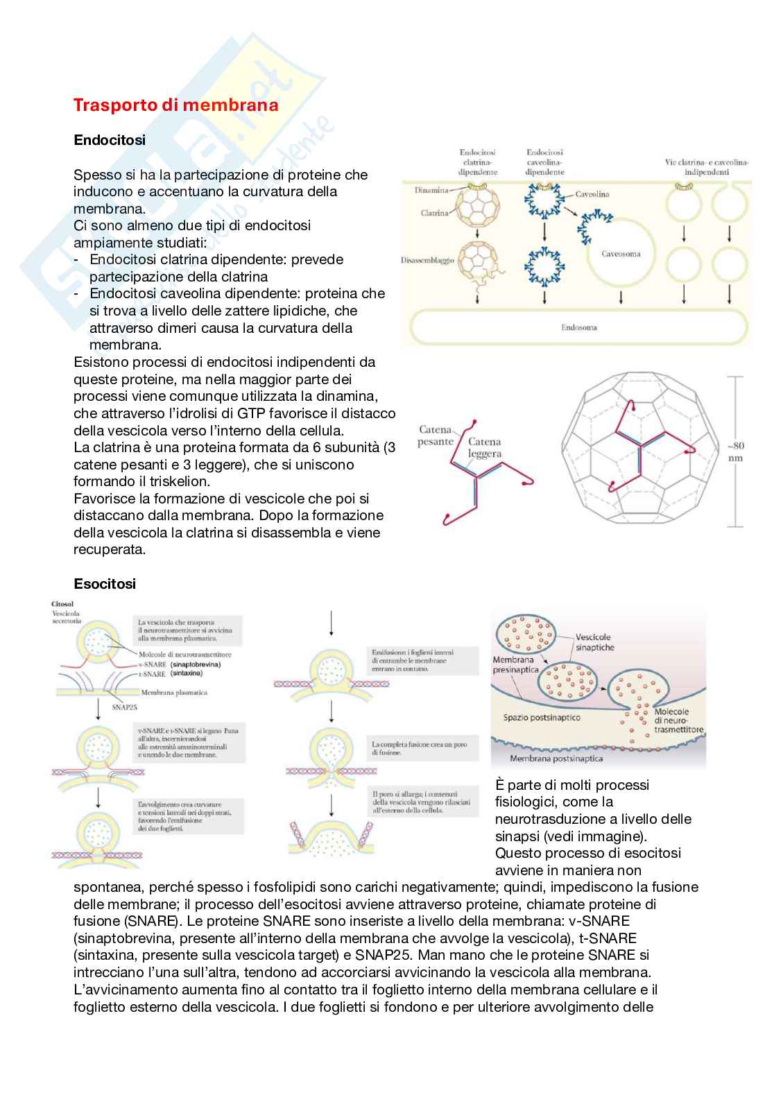 Appunti di Biochimica per medicina e chirurgia Pag. 31