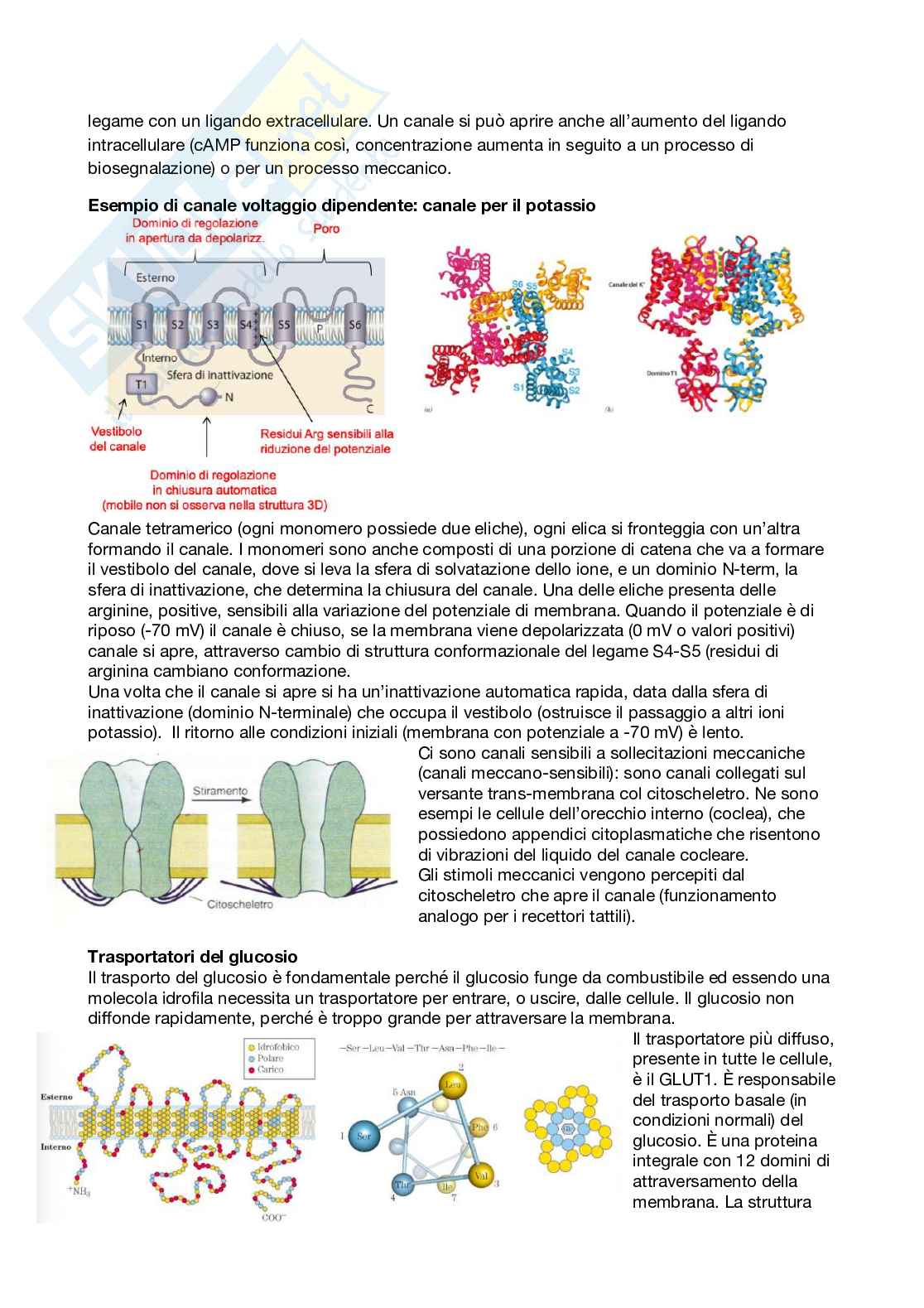 Appunti di Biochimica per medicina e chirurgia Pag. 36