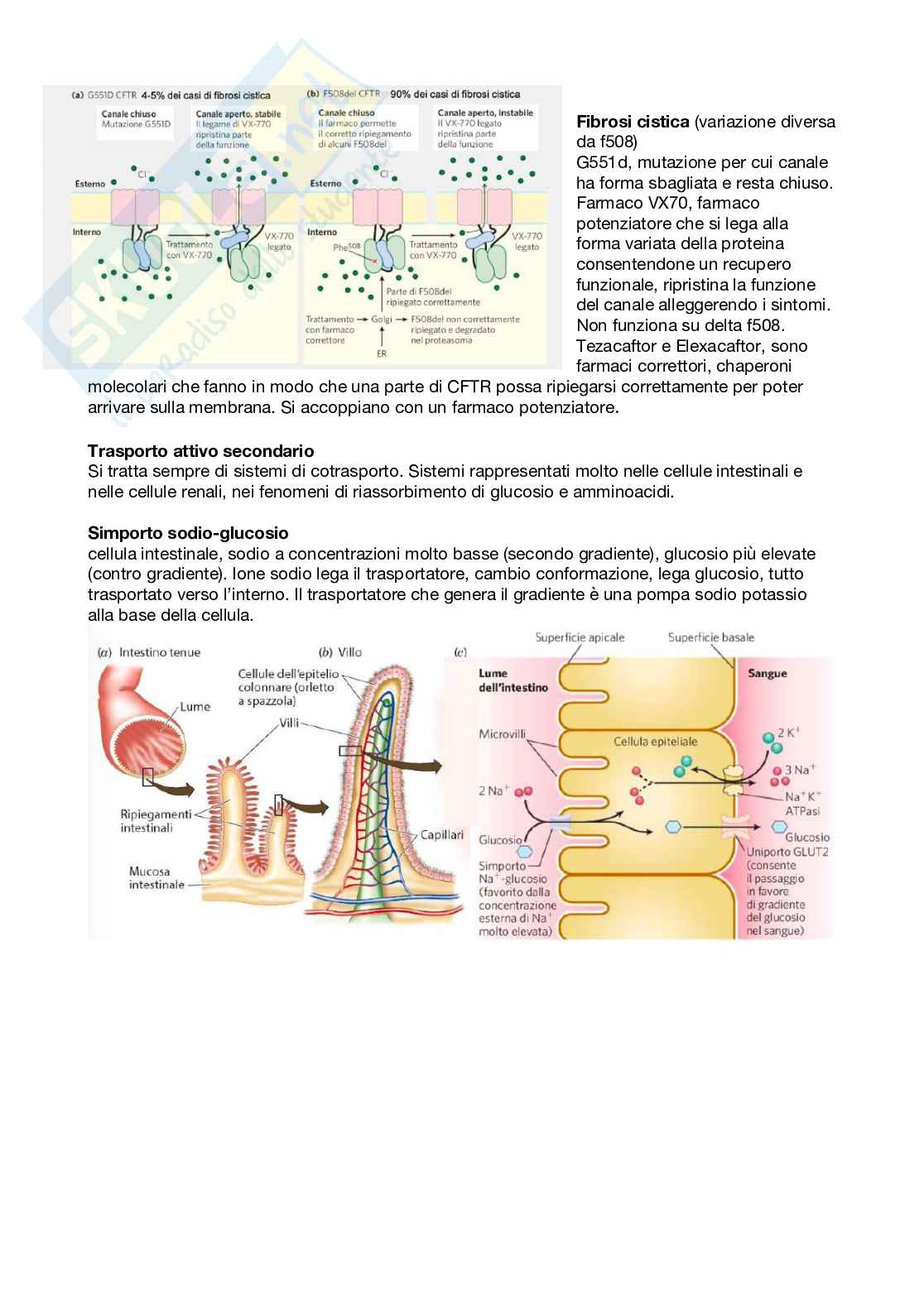 Appunti di Biochimica per medicina e chirurgia Pag. 41