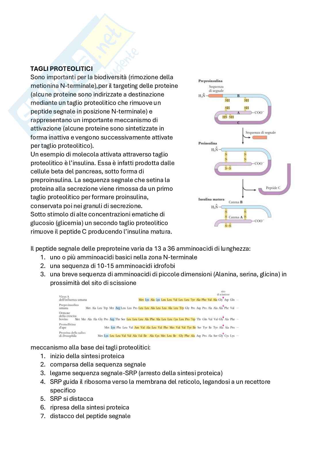 Appunti di Biochimica per medicina e chirurgia Pag. 6
