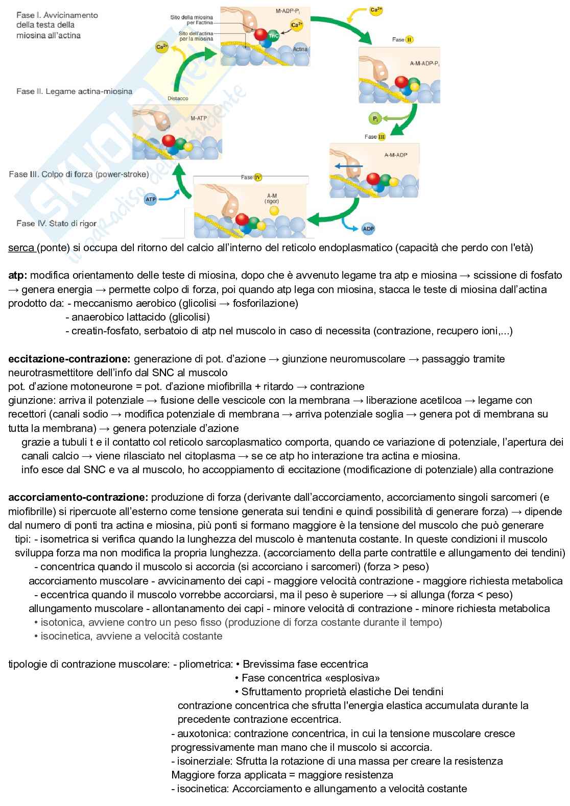 Appunti discorsivi e schematici di TTD modulo fitness - triennale scienze motorie - primo anno - Prof Gemelli - anno 2022-2023. Pag. 2
