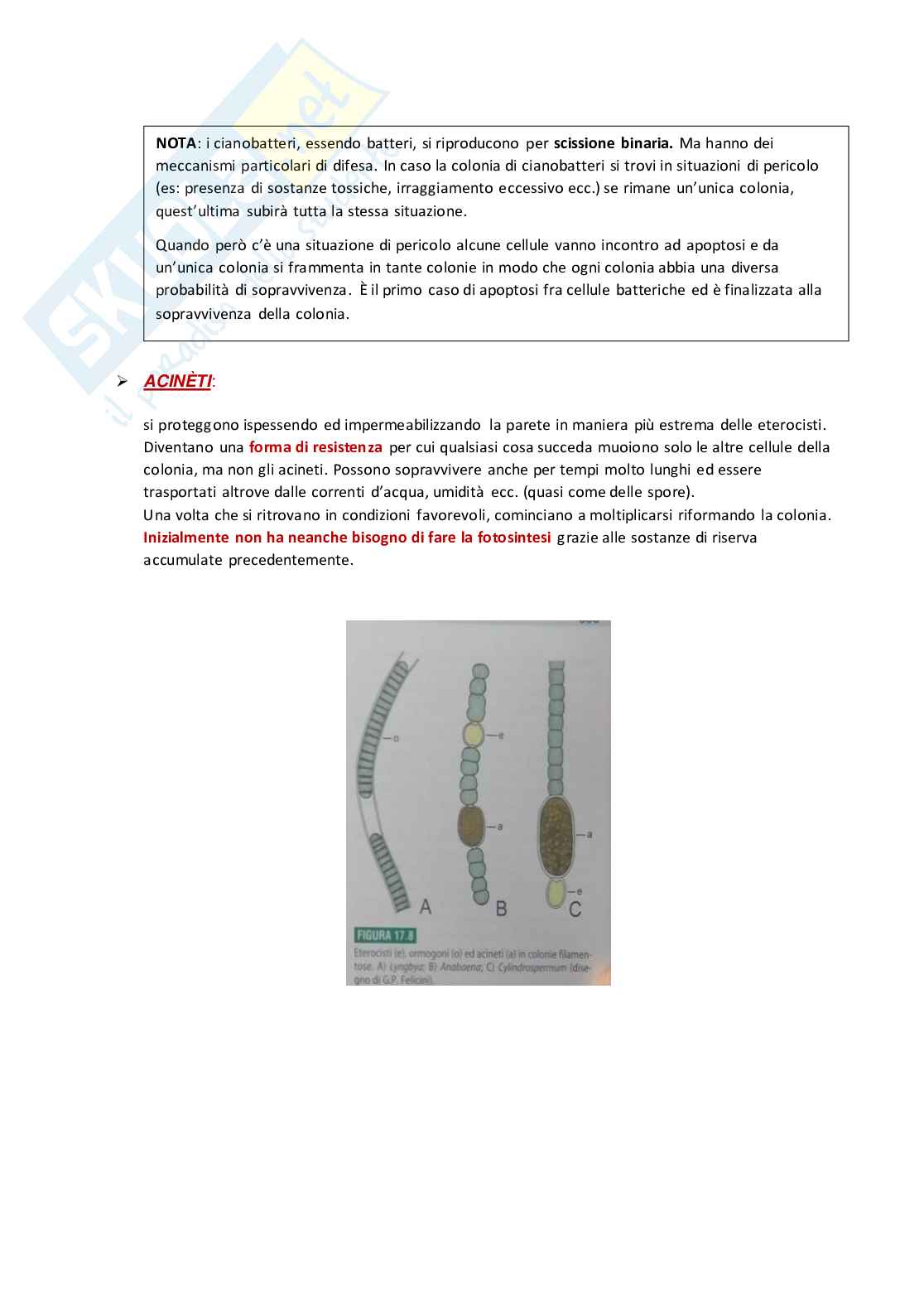 Appunti per esame di Botanica Pag. 16