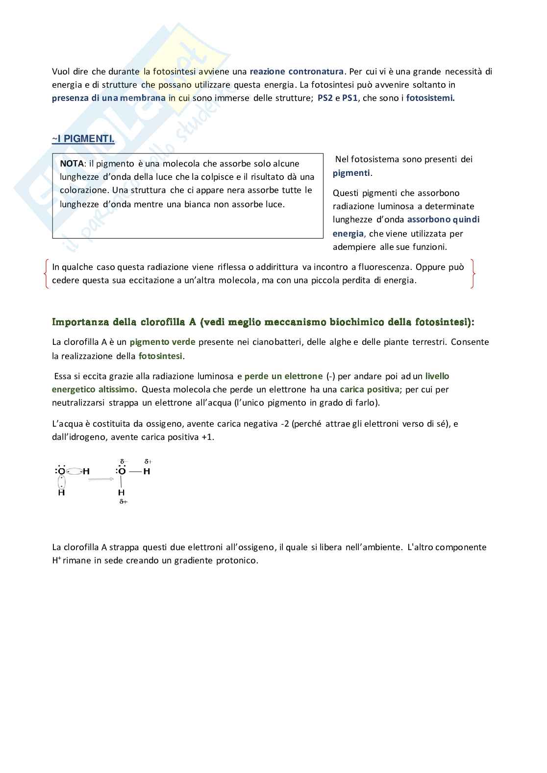 Appunti per esame di Botanica Pag. 6