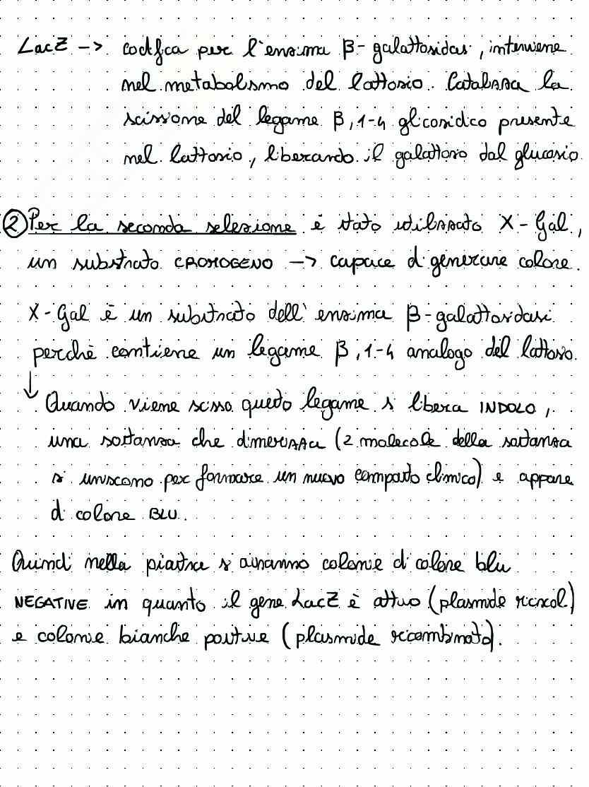 Appunti di Biologia molecolare sul clonaggio molecolare Pag. 11