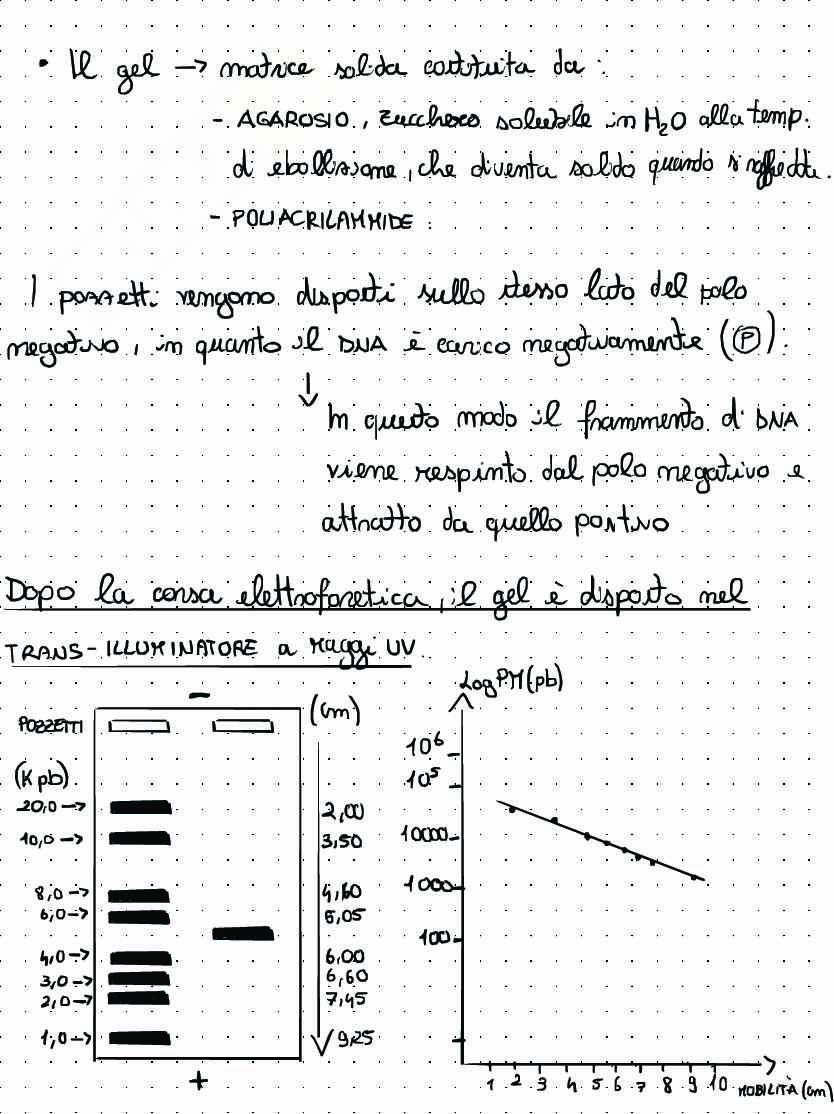 Appunti di Biologia molecolare sul clonaggio molecolare Pag. 16