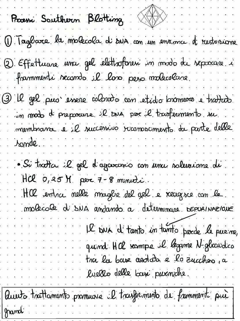 Appunti di Biologia molecolare sul clonaggio molecolare Pag. 21