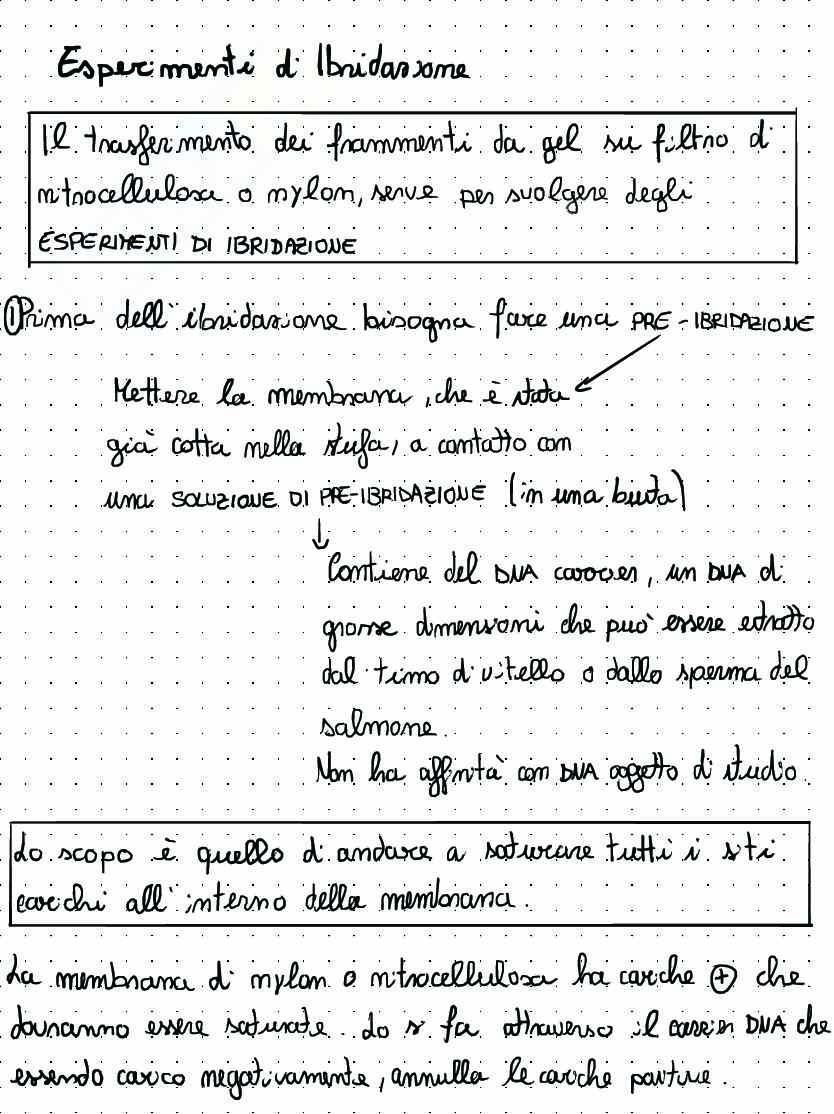 Appunti di Biologia molecolare sul clonaggio molecolare Pag. 26