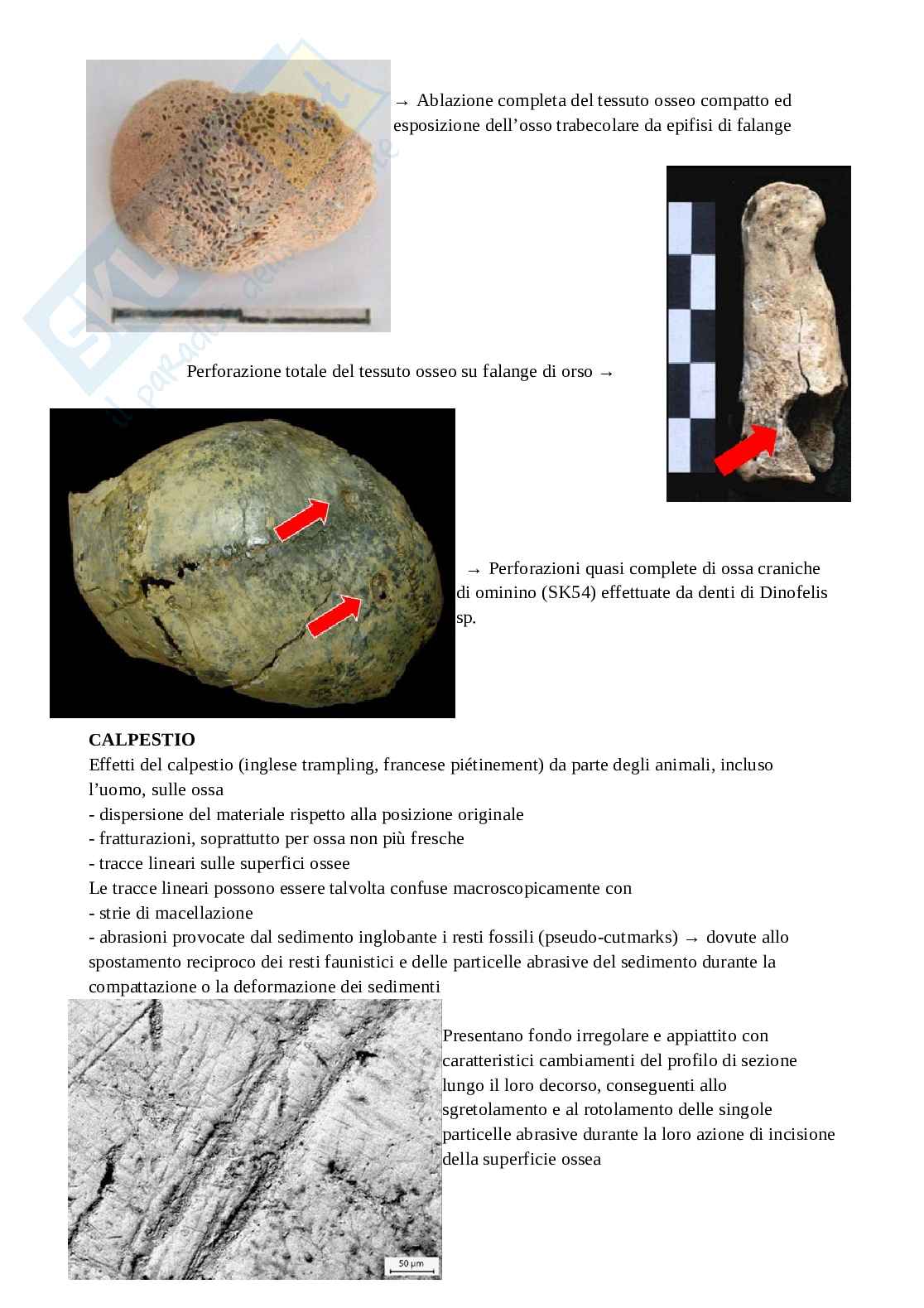 Appunti di Metodi e tecniche in preistoria Pag. 61