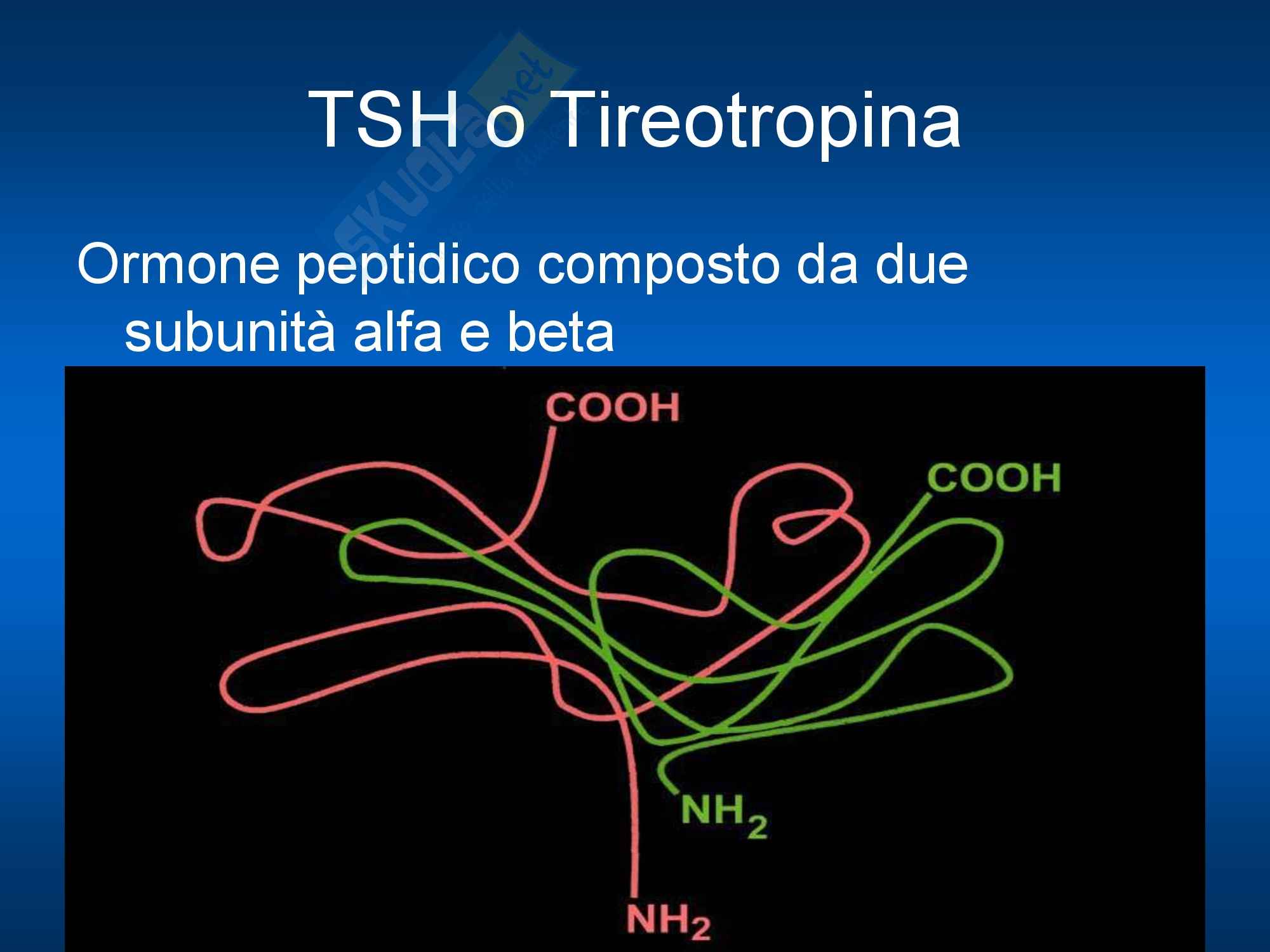 Endocrinologia - TSH Pag. 1