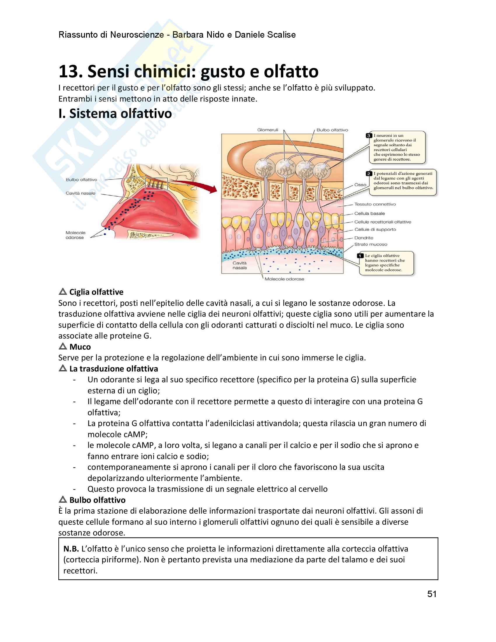 Riassunto Neuroscienze Pag. 51