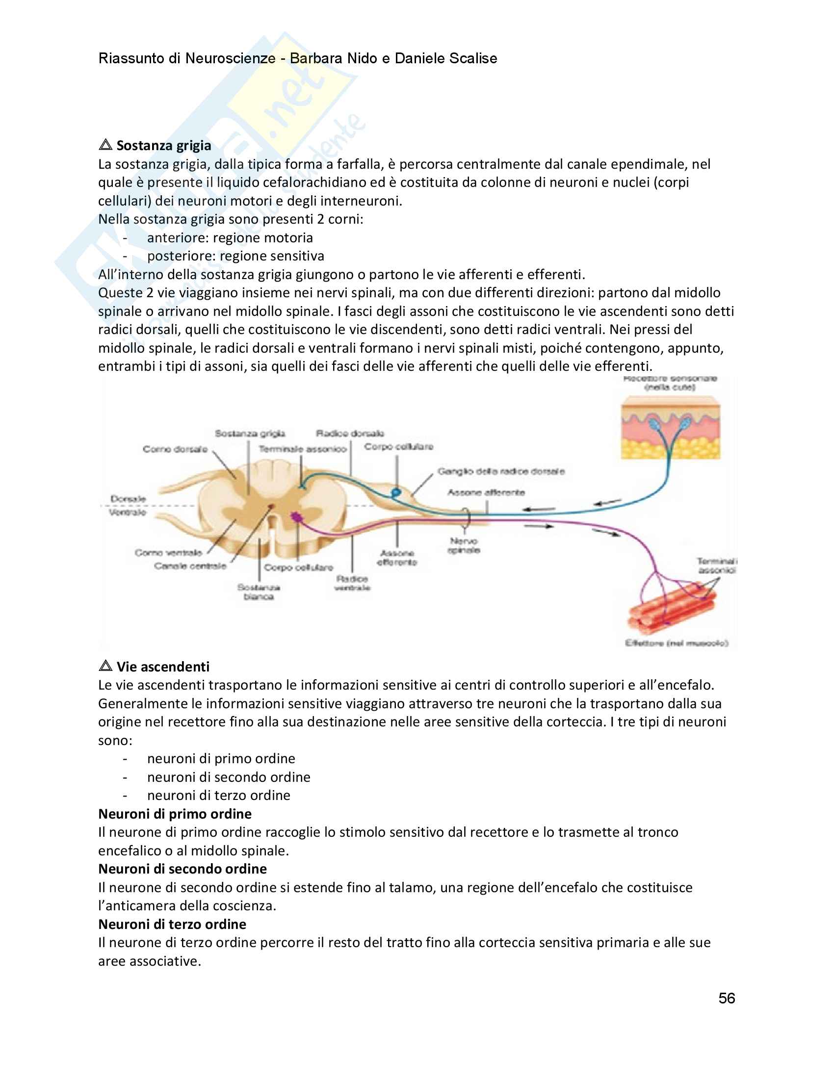 Riassunto Neuroscienze Pag. 56