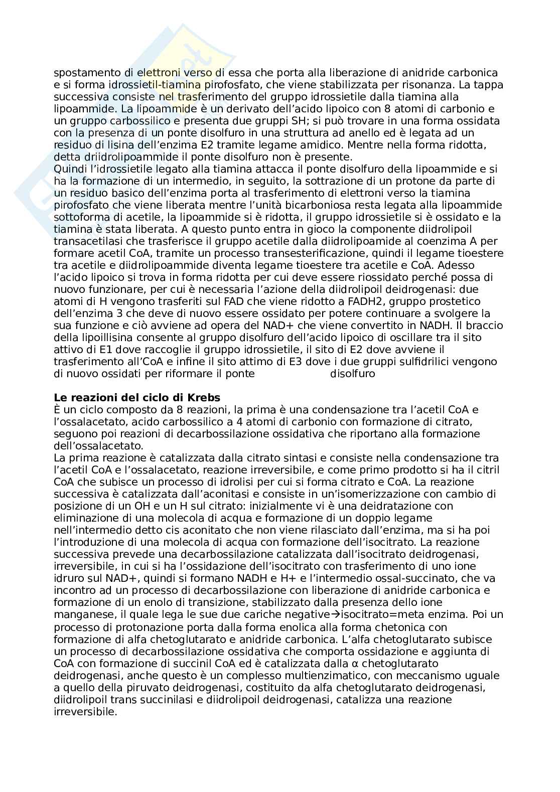 Appunti metabolismo - biochimica Pag. 16