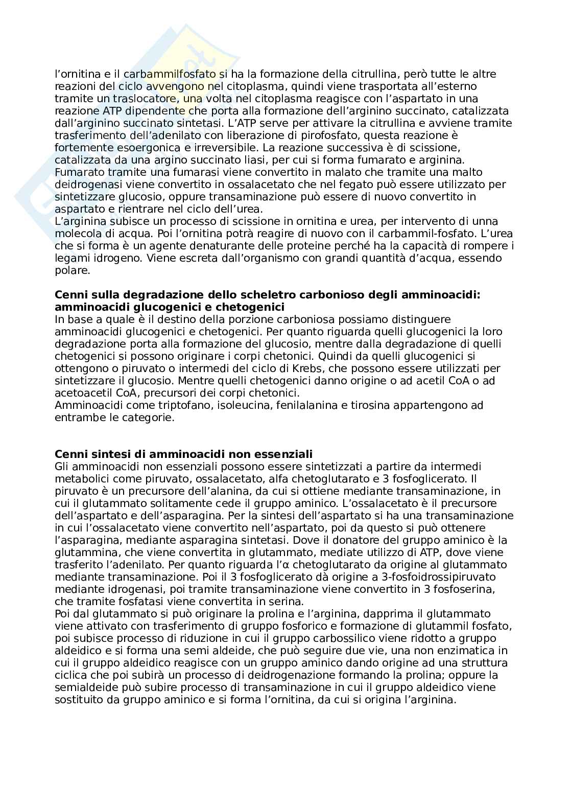 Appunti metabolismo - biochimica Pag. 31