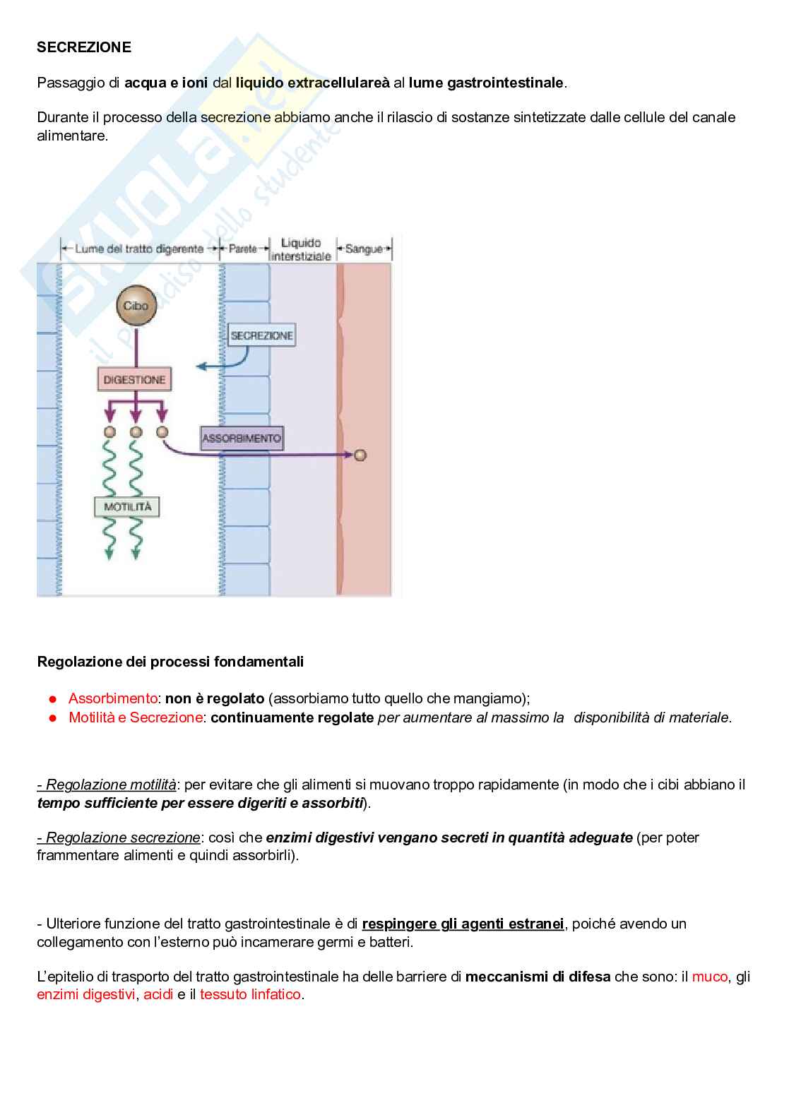 Fisiologia digerente Pag. 2