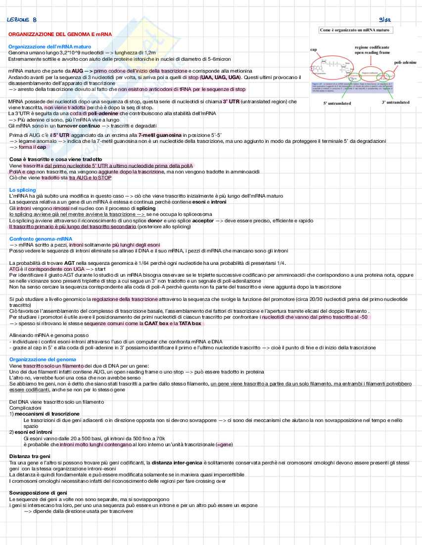 Genetica mendeliana Pag. 26