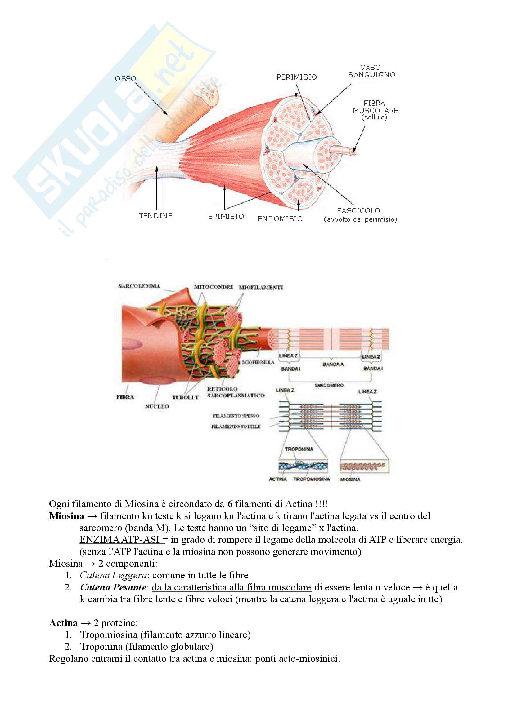 Appunti lezioni fisiologia: primo semestre Pag. 2