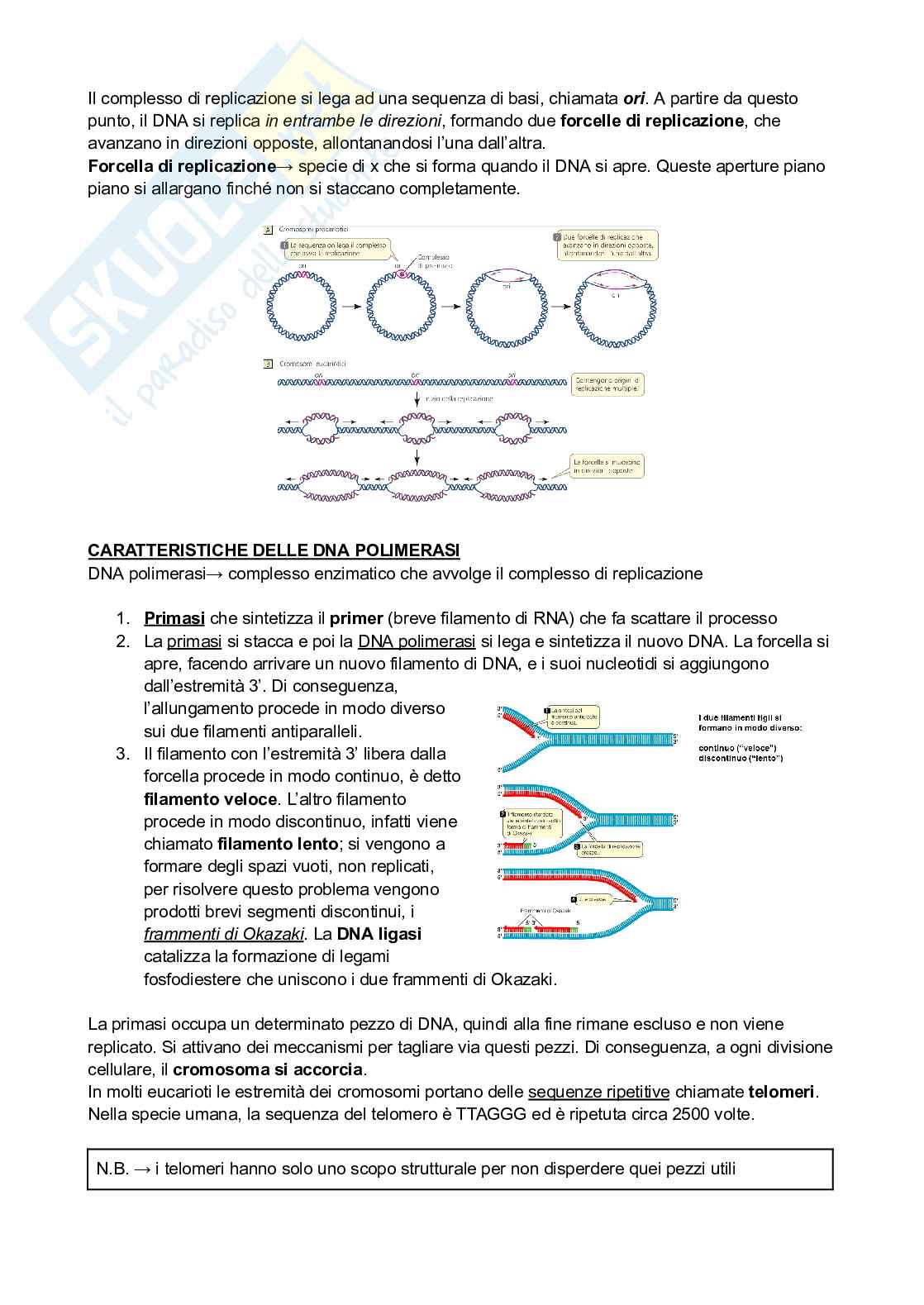 Processo di replicazione del DNA Pag. 2