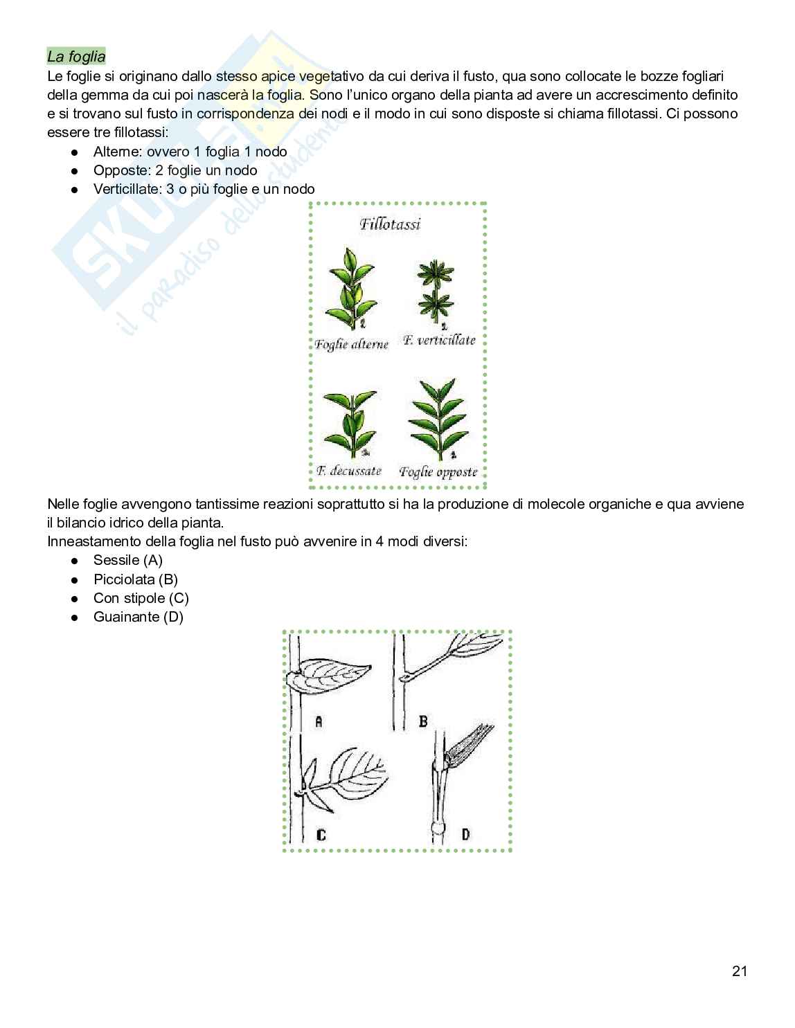 Appunti Biologia vegetale con elementi di botanica farmaceutica  Pag. 21