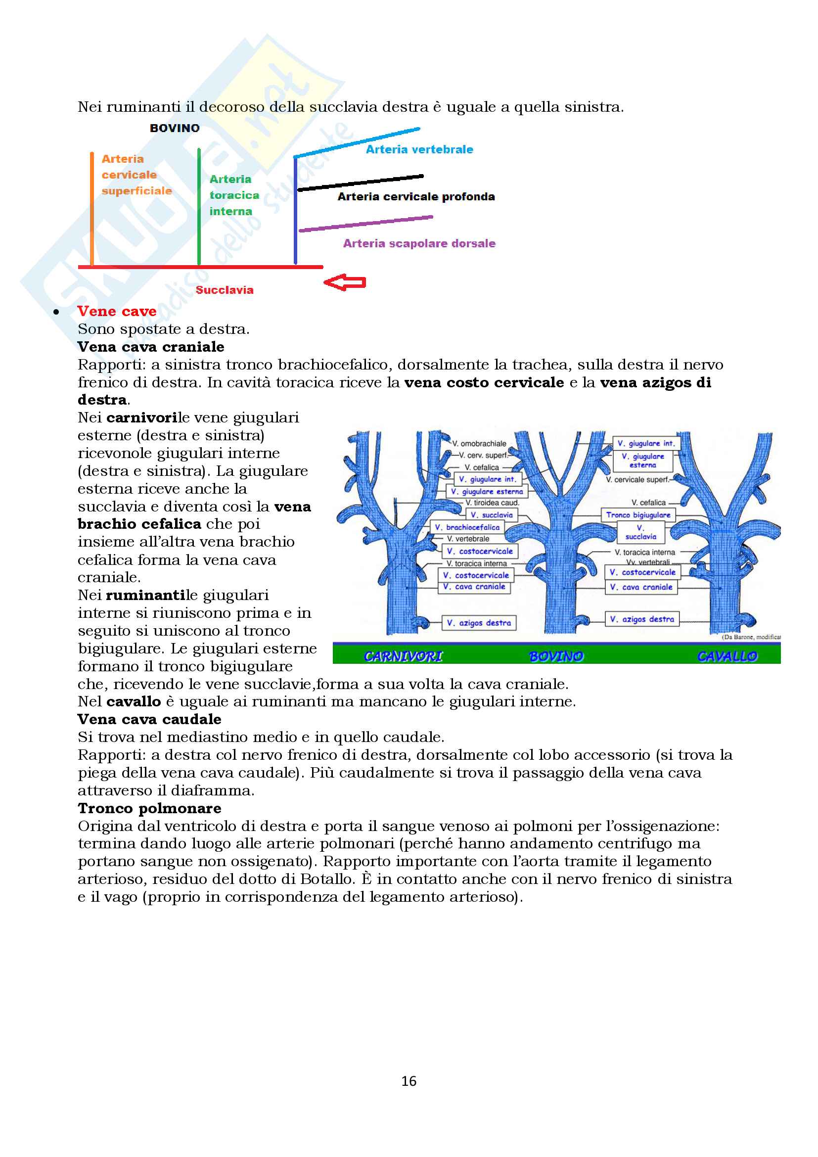 Lezioni corso: Appunti di Anatomia topografica