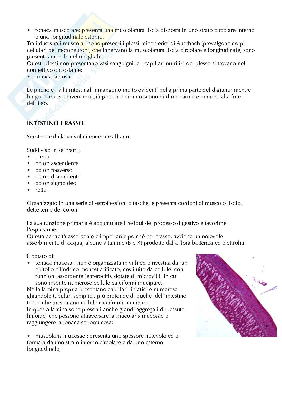 Appunti anatomia microscopica-apparato digerente  Pag. 16