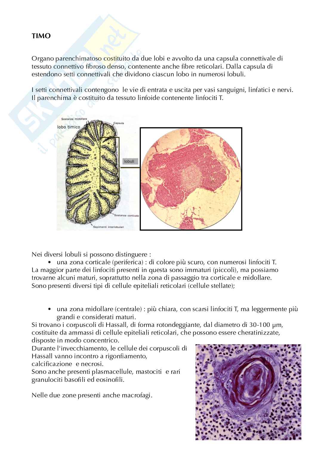 Appunti anatomia microscopica-apparato digerente  Pag. 2