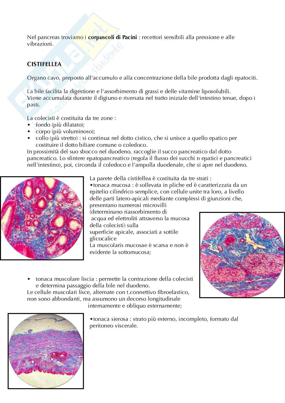 Appunti anatomia microscopica-apparato digerente  Pag. 21
