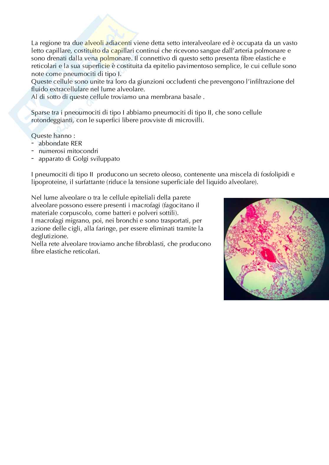 Appunti anatomia microscopica-apparato digerente  Pag. 26
