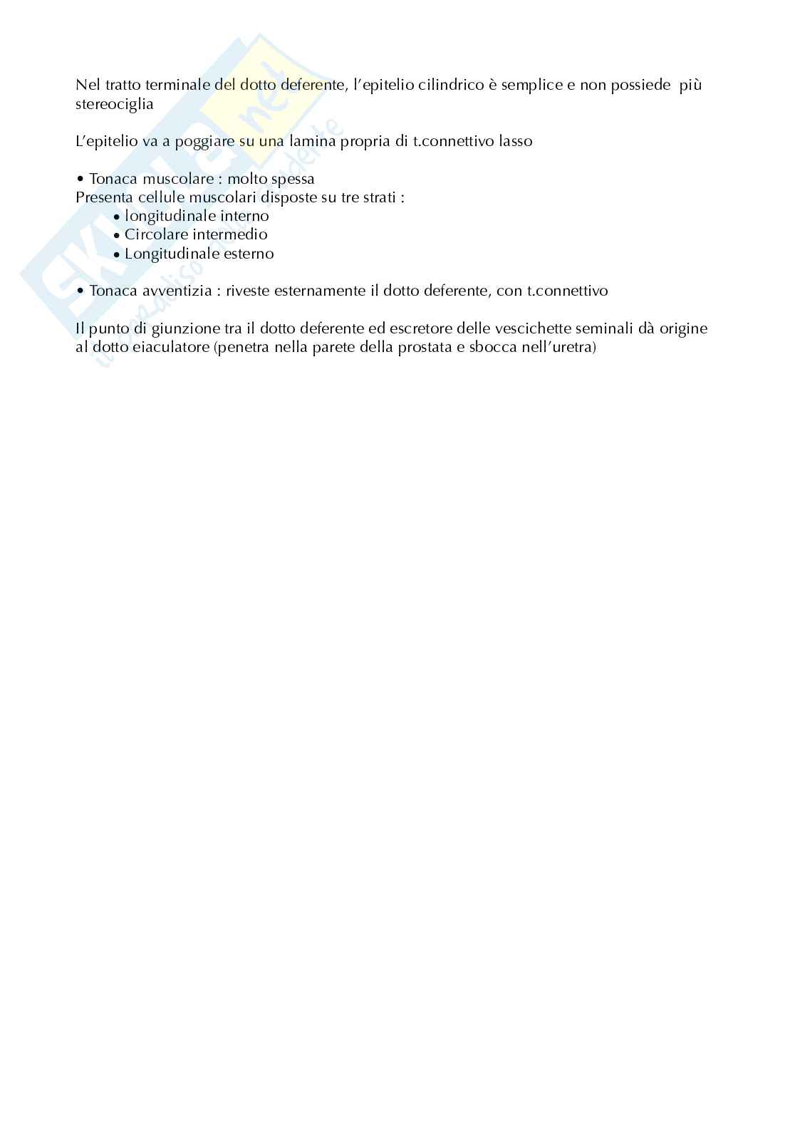 Appunti anatomia microscopica-apparato digerente  Pag. 36