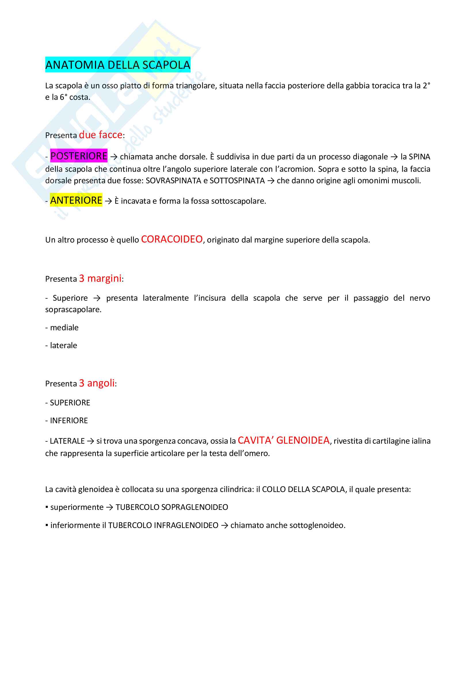 Appunti di Anatomia e chinesiologia della spalla Pag. 2