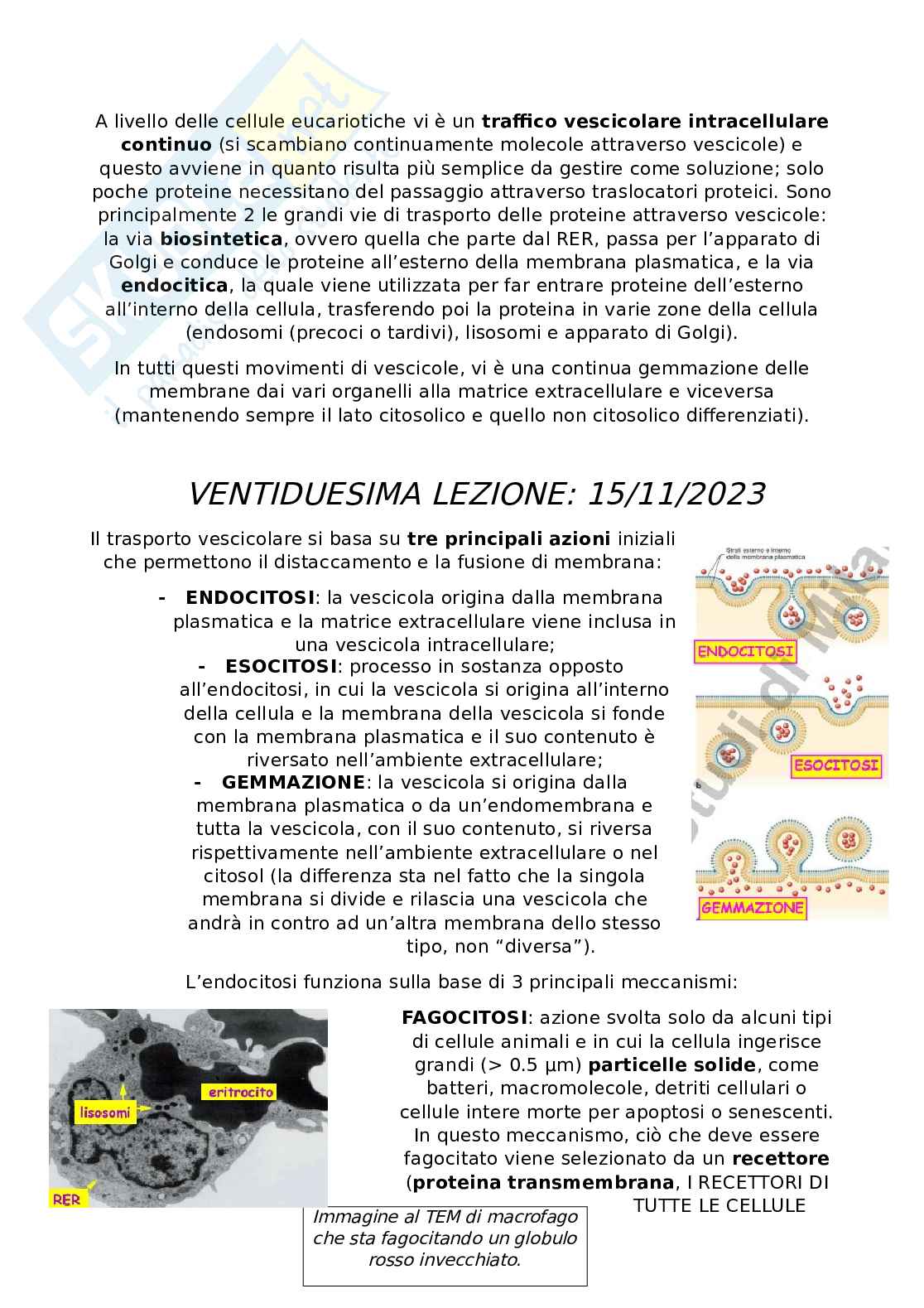 Appunti Citologia e istologia Pag. 11