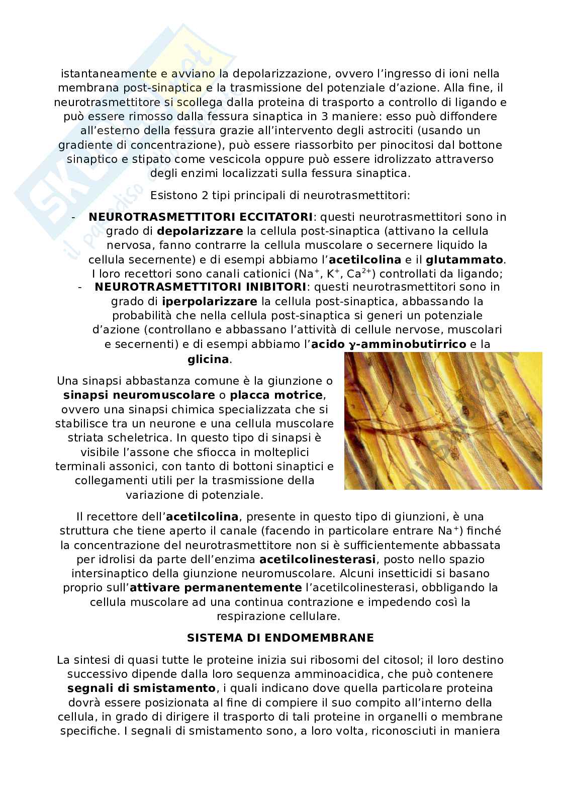 Appunti Citologia e istologia Pag. 2