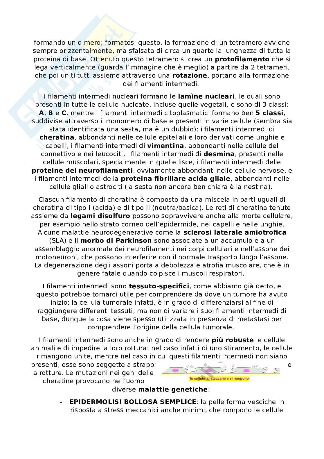 Appunti Citologia e istologia Pag. 21