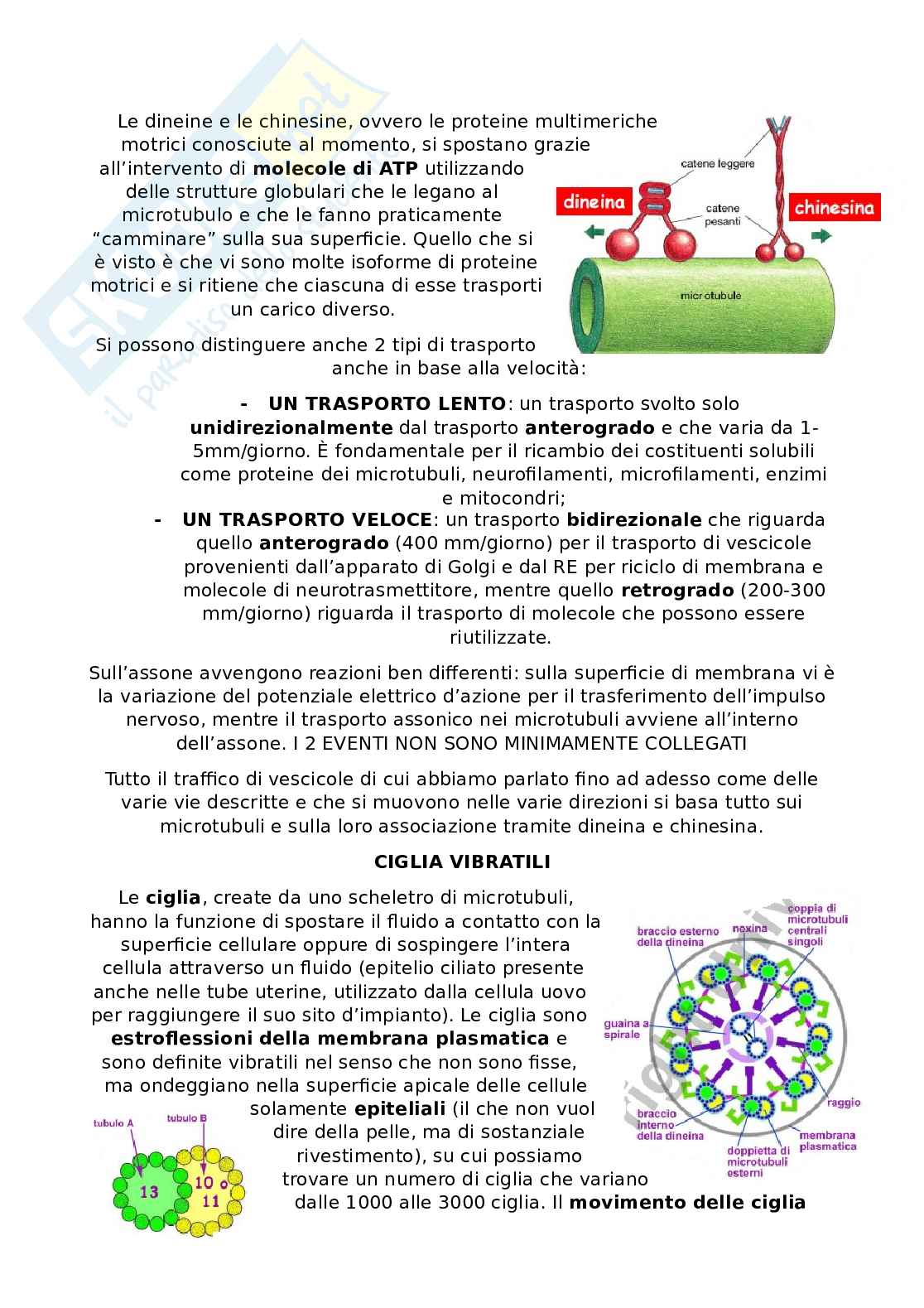 Appunti Citologia e istologia Pag. 26