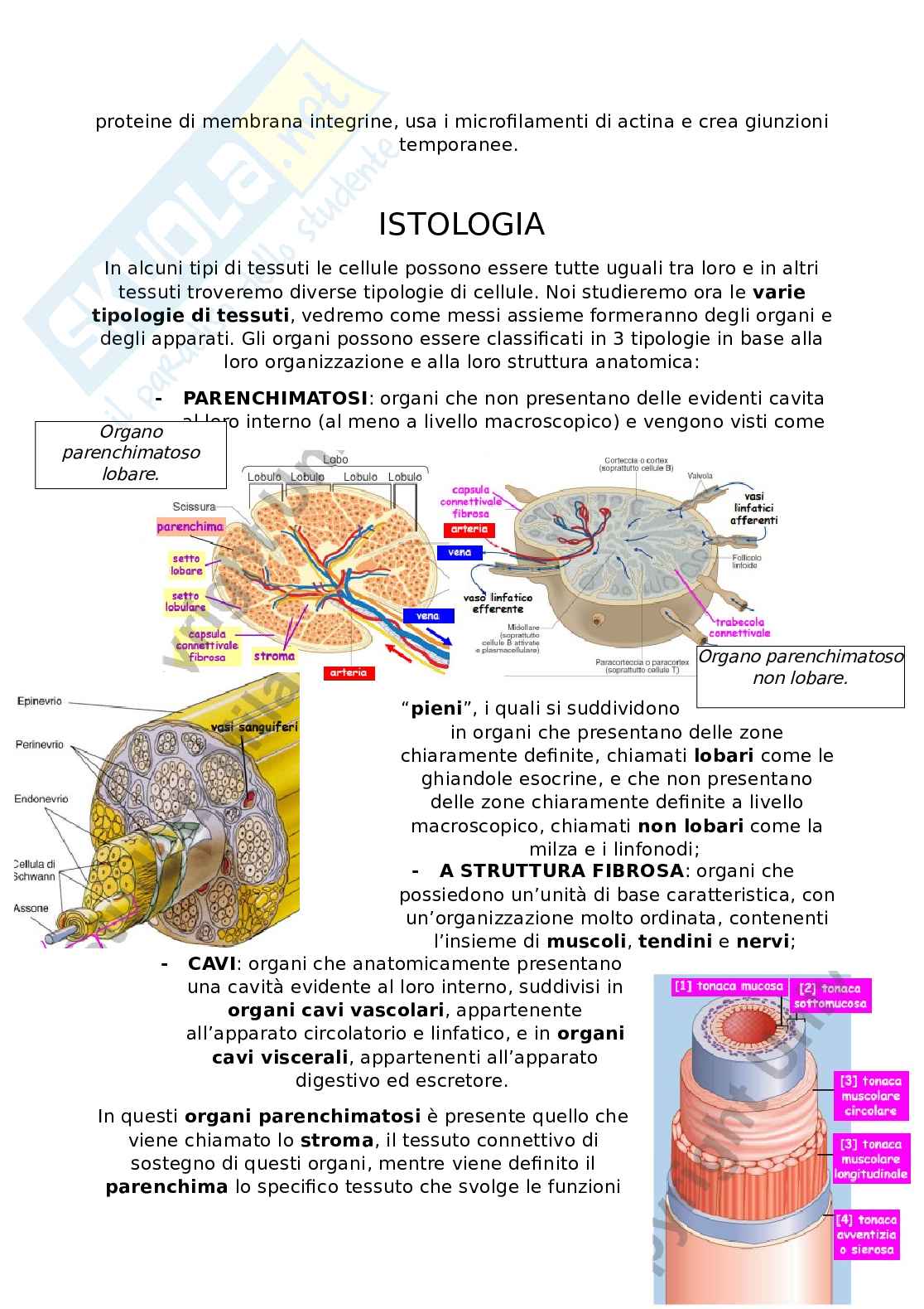 Appunti Citologia e istologia Pag. 36