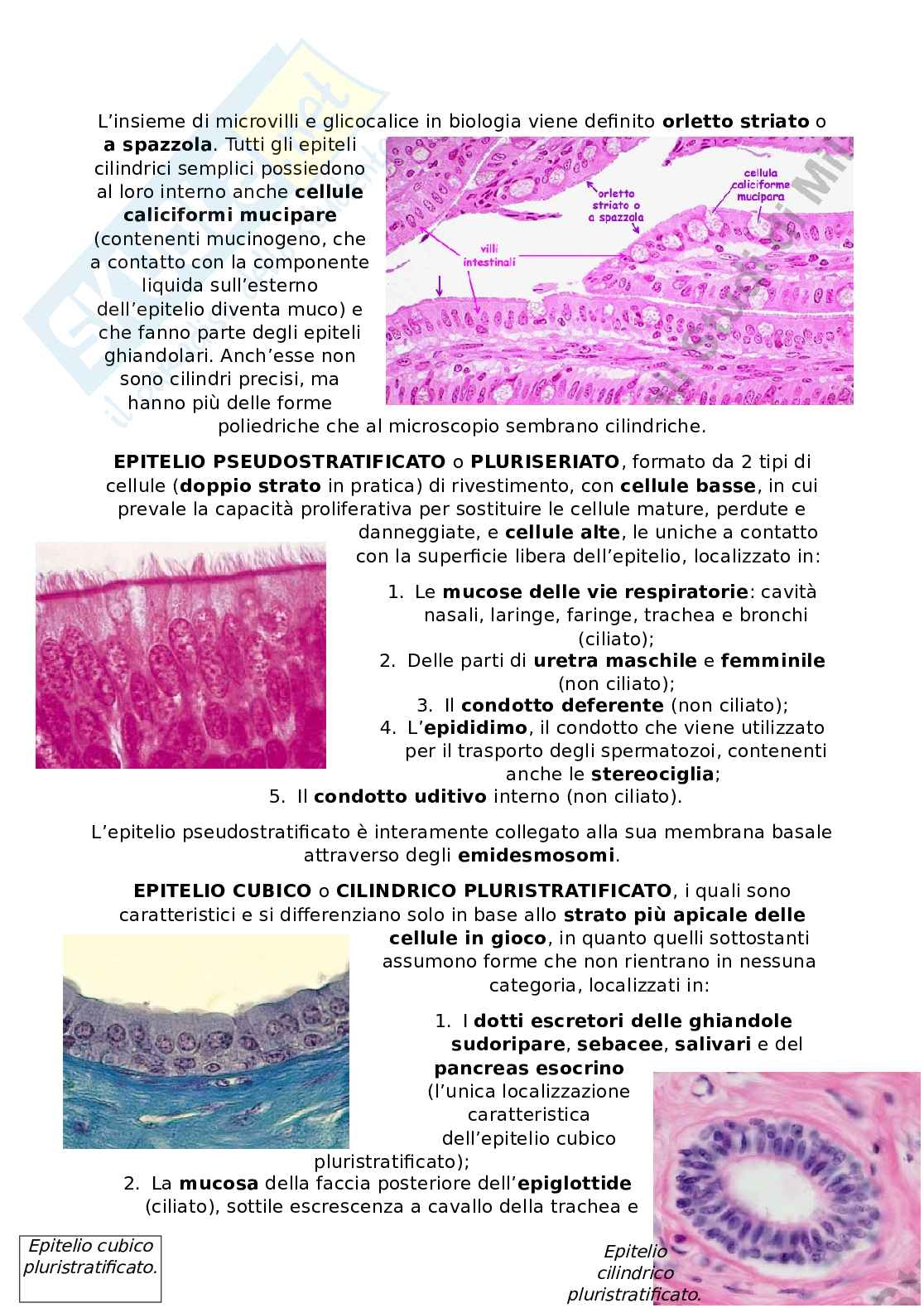 Appunti Citologia e istologia Pag. 41