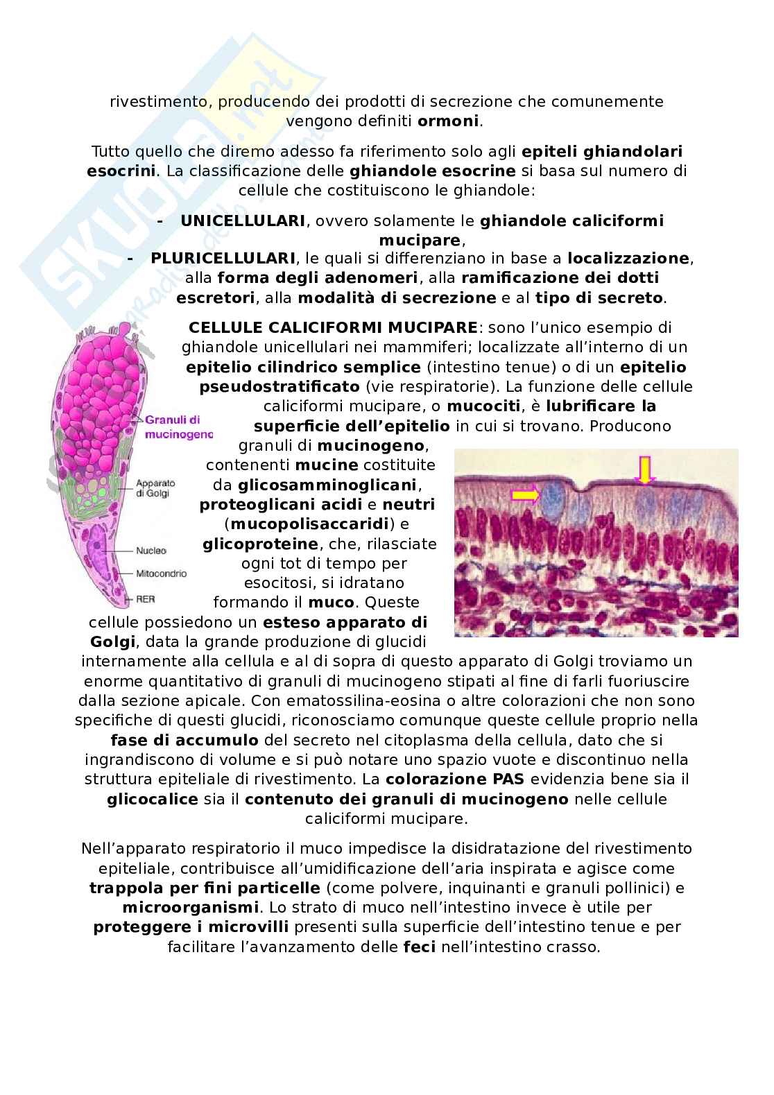 Appunti Citologia e istologia Pag. 46