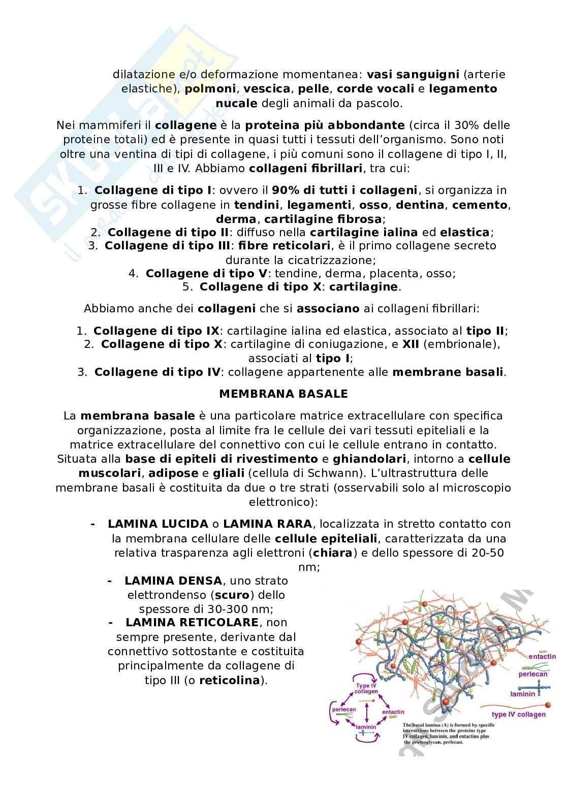 Appunti Citologia e istologia Pag. 56