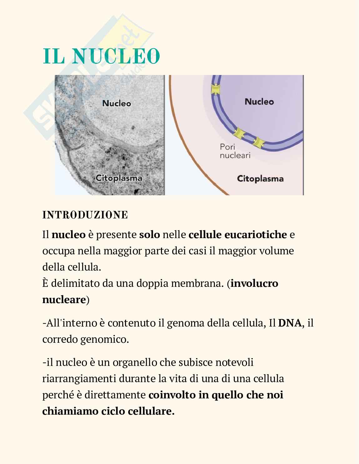 Ppt sul nucleo Pag. 1